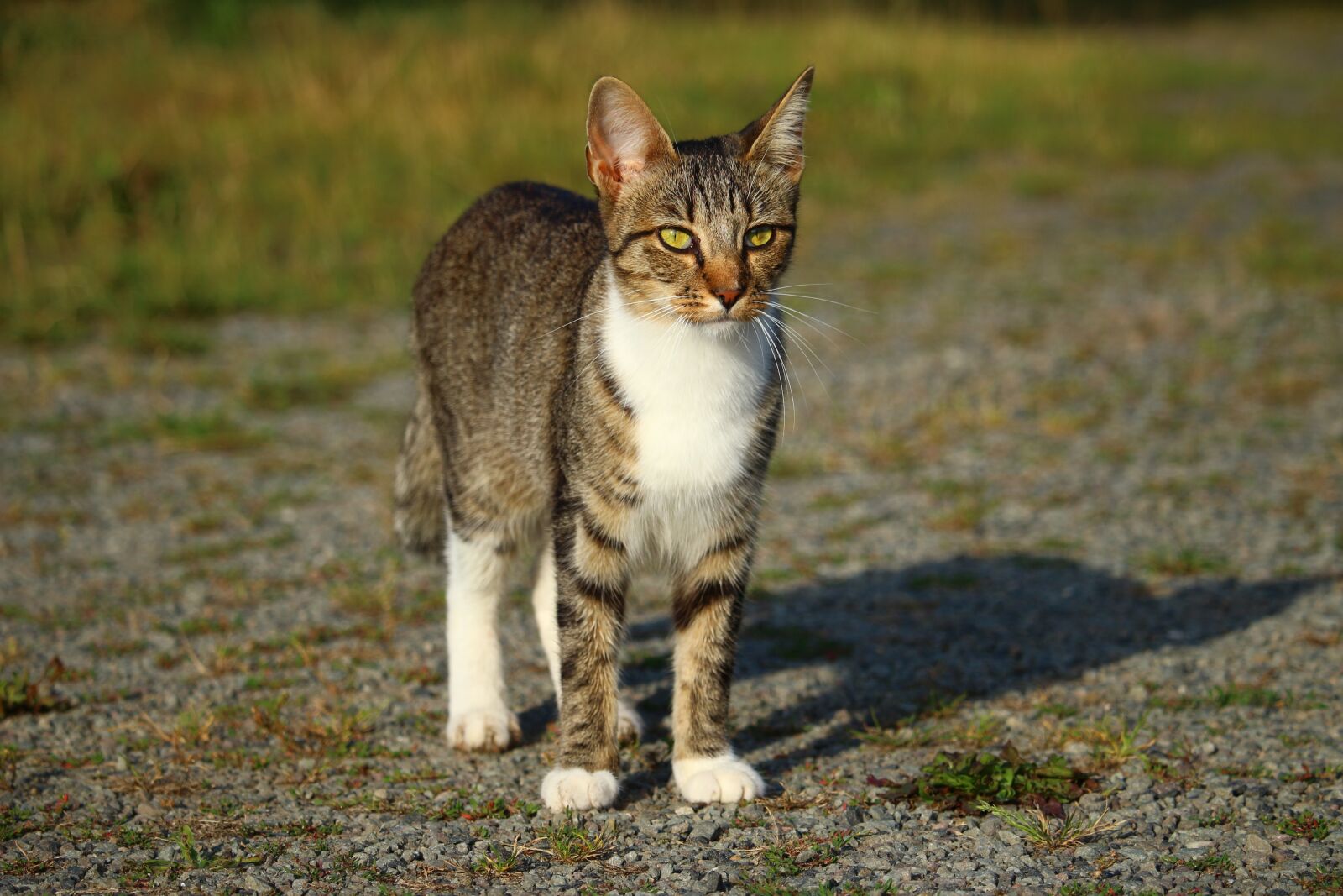 Canon EOS 100D (EOS Rebel SL1 / EOS Kiss X7) sample photo. Cat, mieze, kitten photography