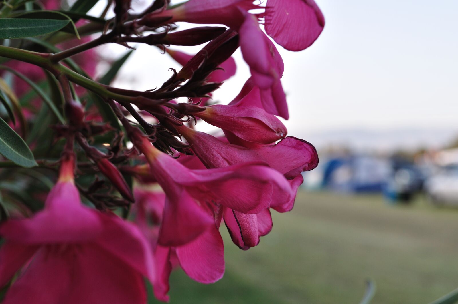 Nikon D5000 sample photo. Flowers, pink, festival photography