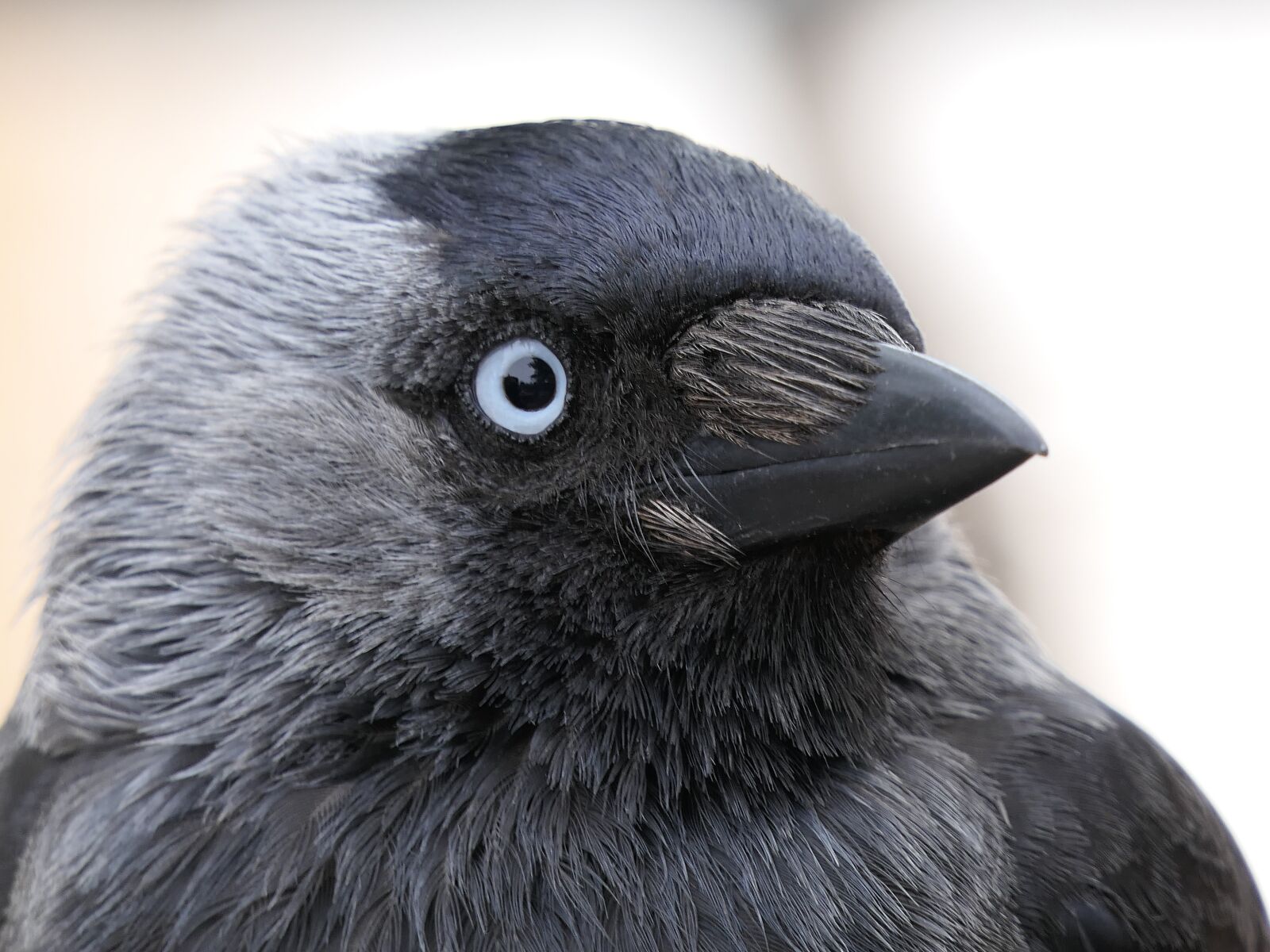 Panasonic Lumix DMC-FZ2500 (Lumix DMC-FZ2000) sample photo. Jackdaw, bird, black photography