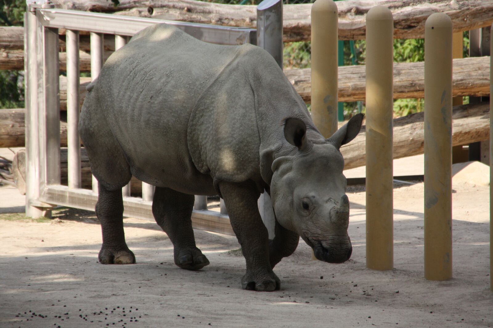 Canon EOS 450D (EOS Rebel XSi / EOS Kiss X2) sample photo. Rhino, mammal, nature photography