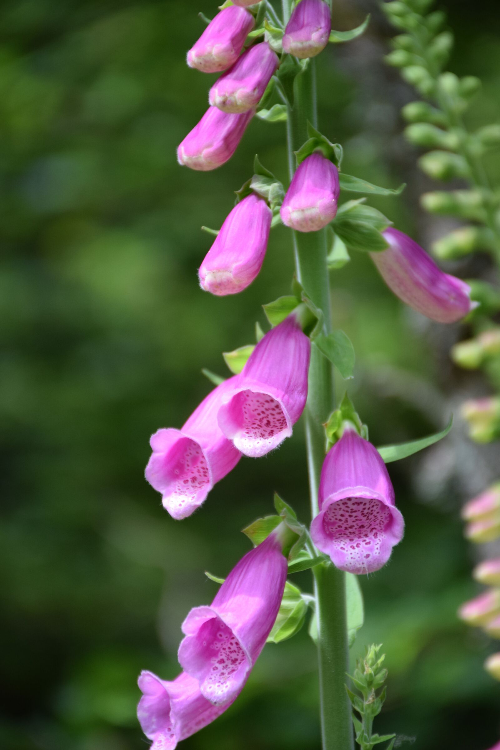 Nikon D5300 sample photo. Thimble, inflorescence, close up photography