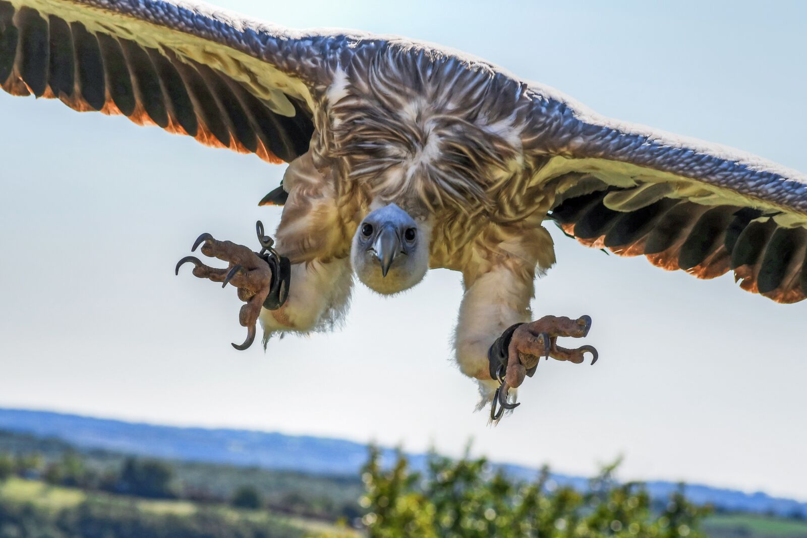 Nikon D500 sample photo. Vulture, flight, landing photography