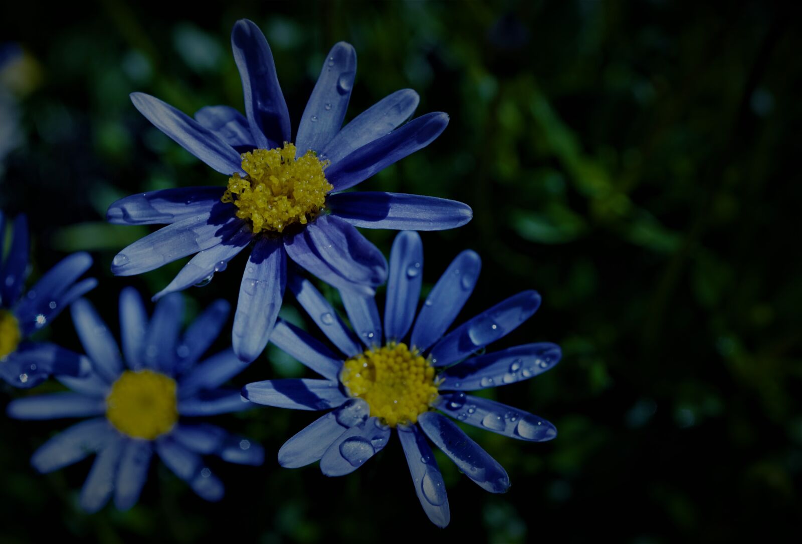 Sony a6000 + Sony E 30mm F3.5 Macro sample photo. Blue floral, background, dark photography