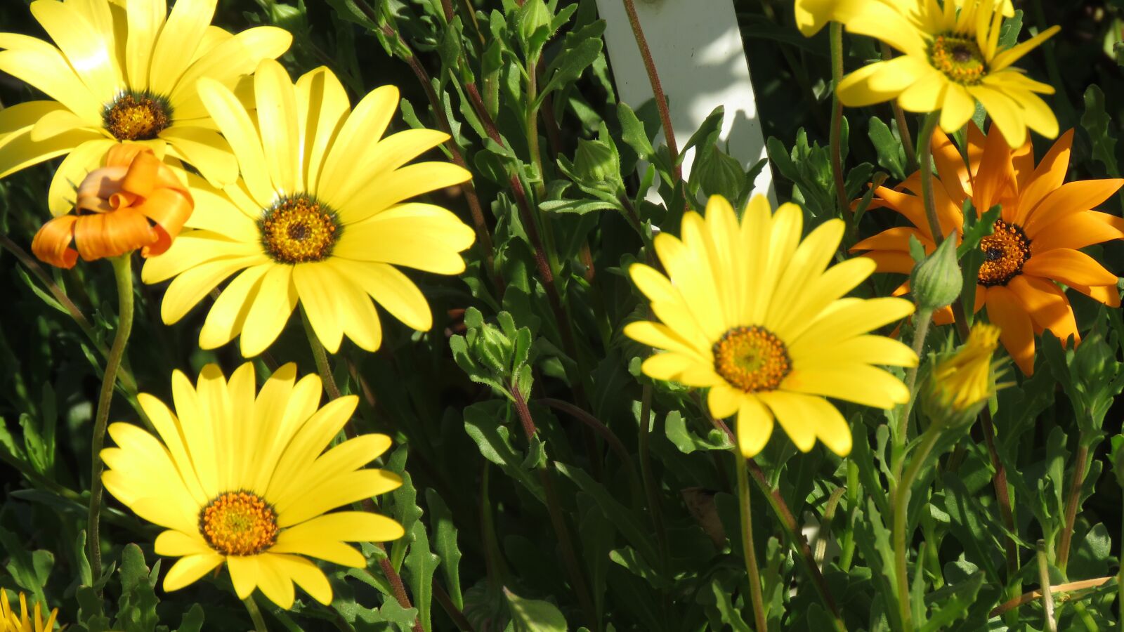 Canon PowerShot SX60 HS sample photo. Yellow daisies, flowers, happiness photography
