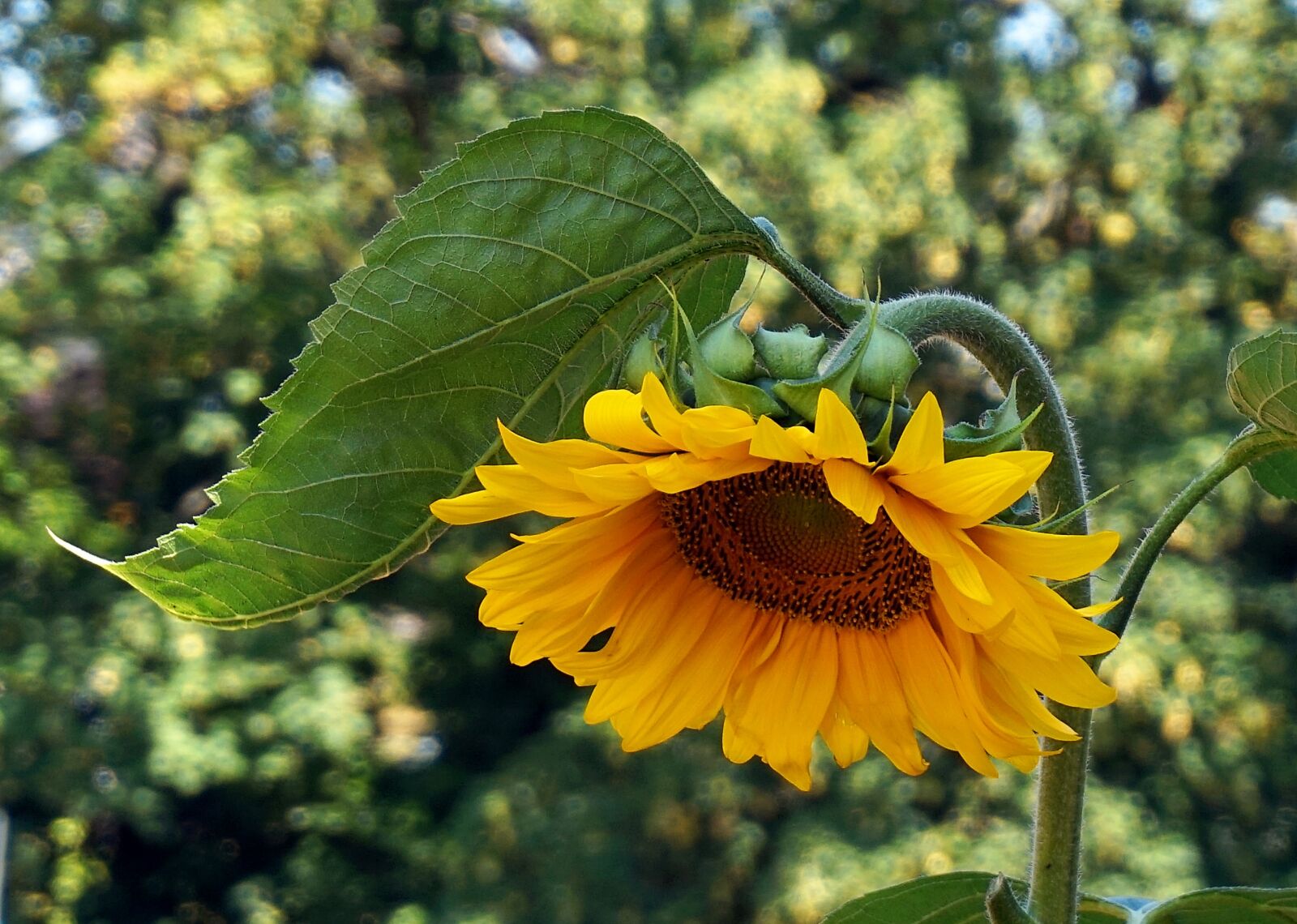 Sony Alpha a5000 (ILCE 5000) sample photo. Sunflower, blossom, bloom photography
