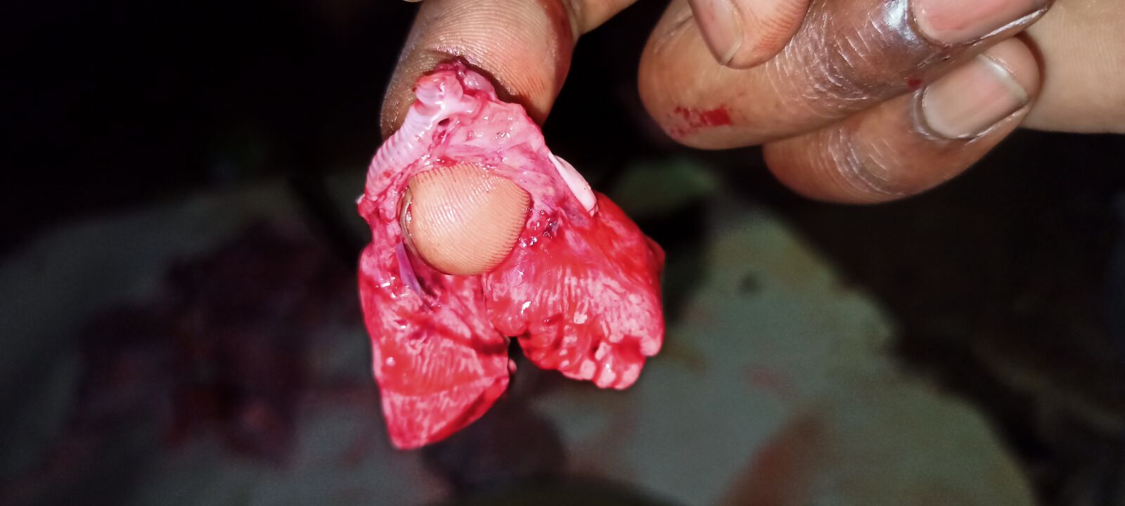 Realme RMX2001 sample photo. Chicken lungs, lungs, pulmonary photography