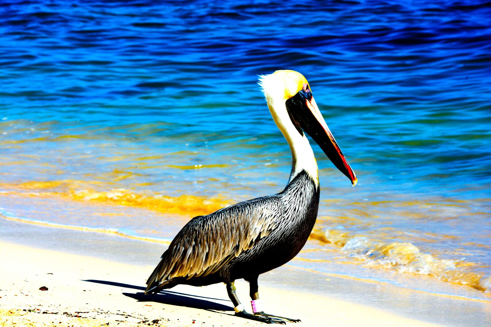 Nikon D7100 sample photo. Bird, ocean, pelican photography