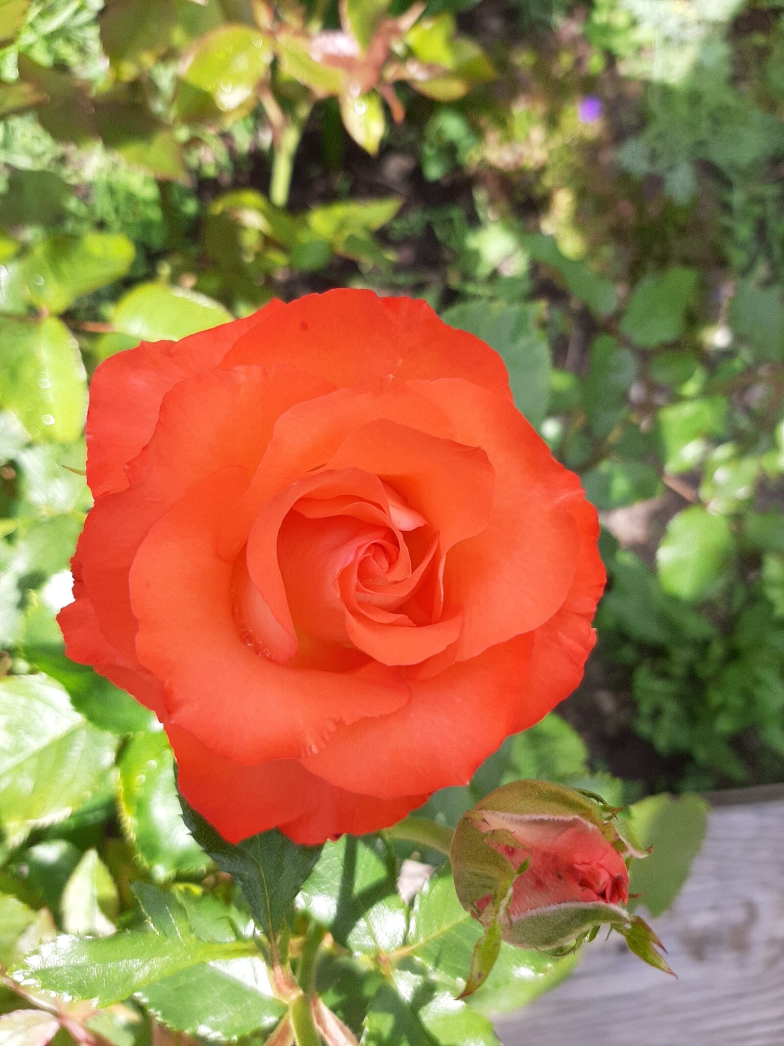 Samsung Galaxy A50 sample photo. Pink, rosebush, flower photography