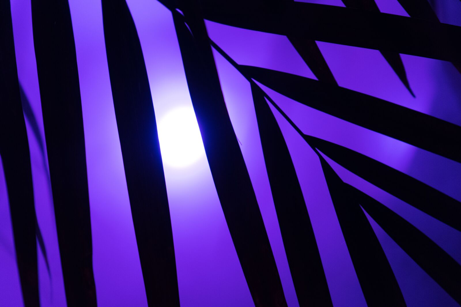 Sony a7 + Sony FE 28-70mm F3.5-5.6 OSS sample photo. Palm, neon light, neon photography