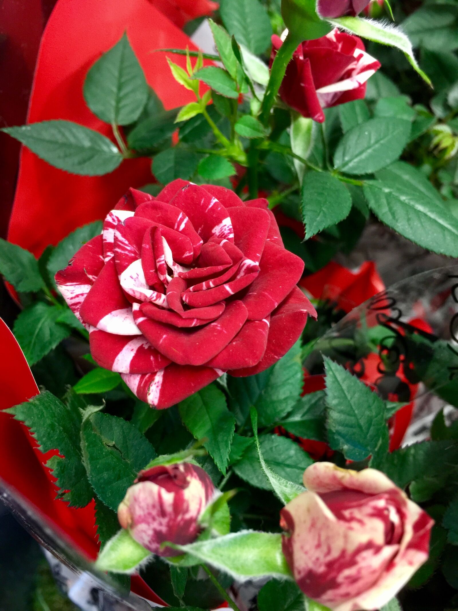 iPhone 6 Plus back camera 4.15mm f/2.2 sample photo. Bloom, blossom, close, love photography