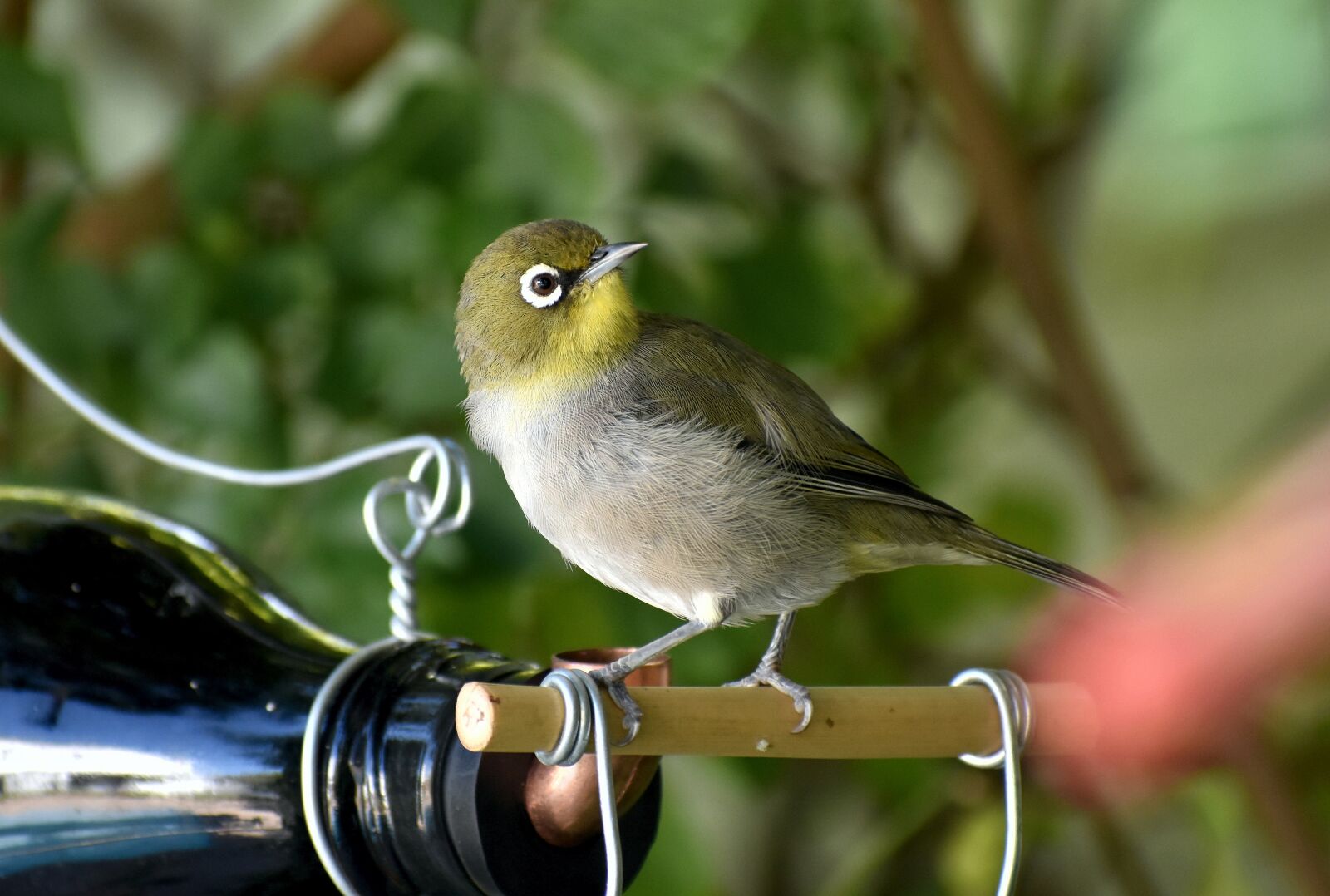 Nikon D5500 sample photo. Bird, white-eye, garden photography