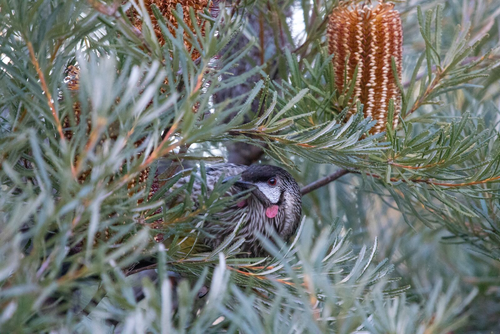 Canon EF 100-400mm F4.5-5.6L IS USM sample photo. Bird, wild, animal photography