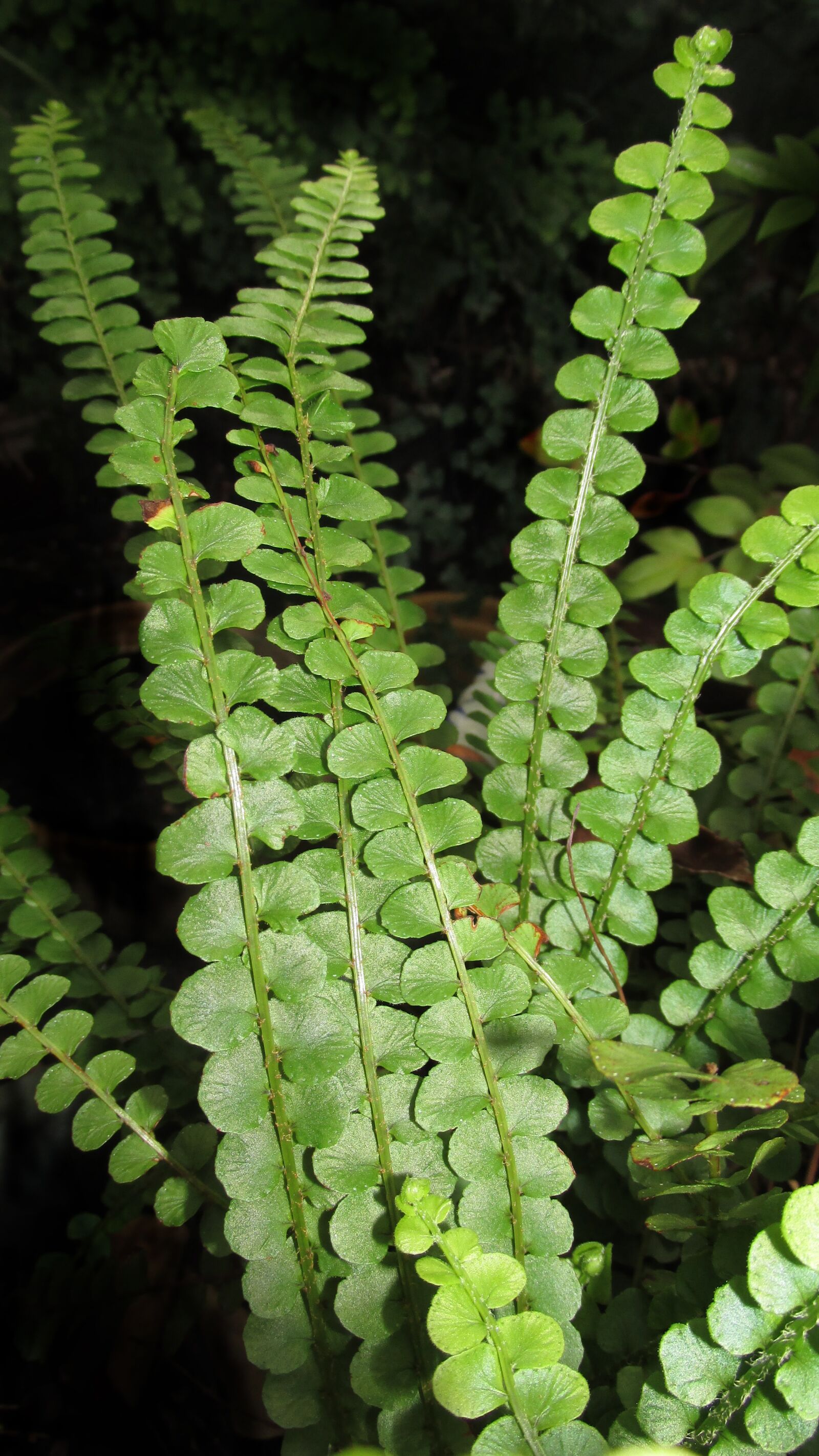 Canon PowerShot SX170 IS sample photo. Fern, leaves, fronds photography