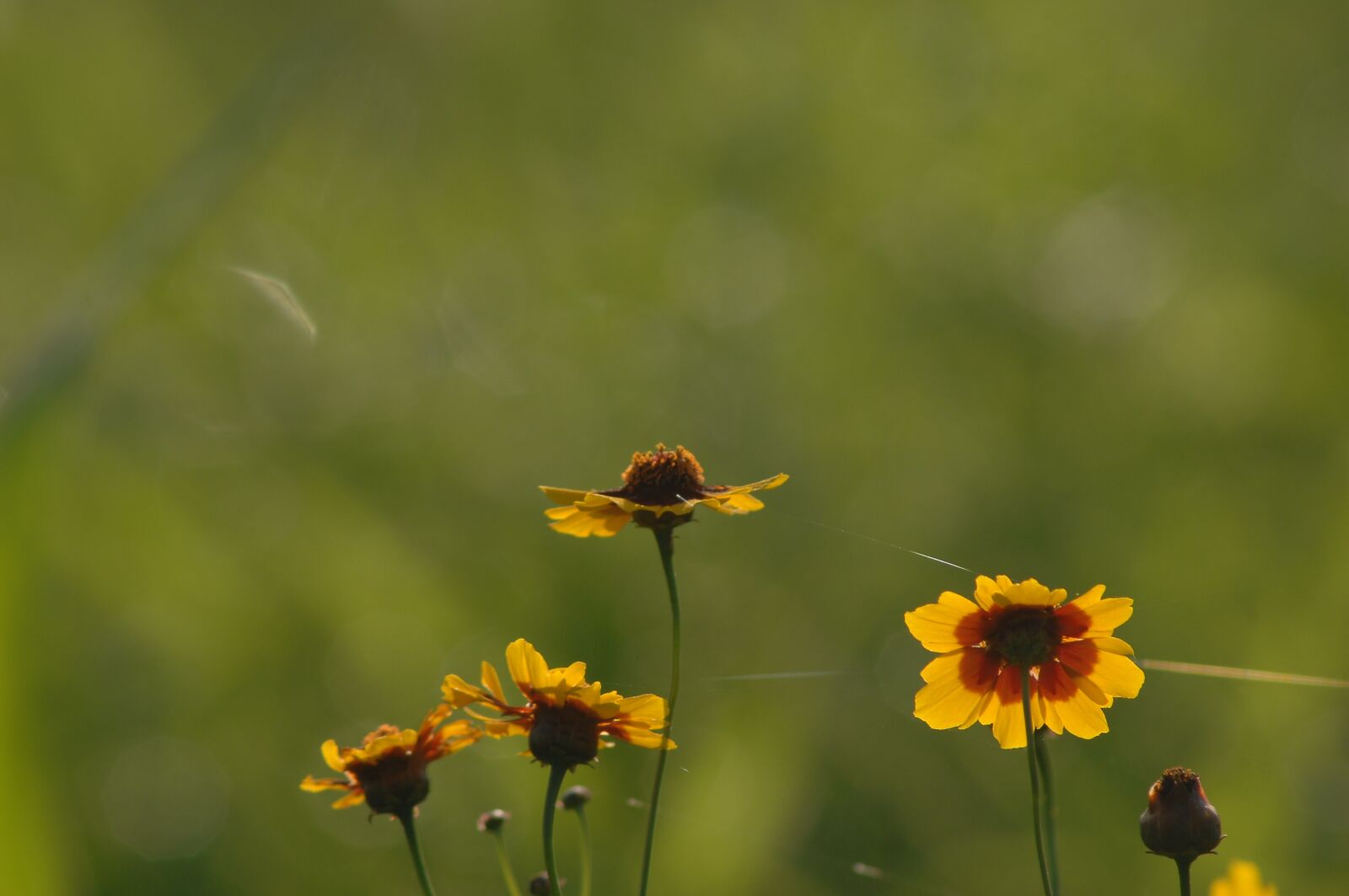 Nikon D2Xs sample photo. Parasitic flower, autumn photography