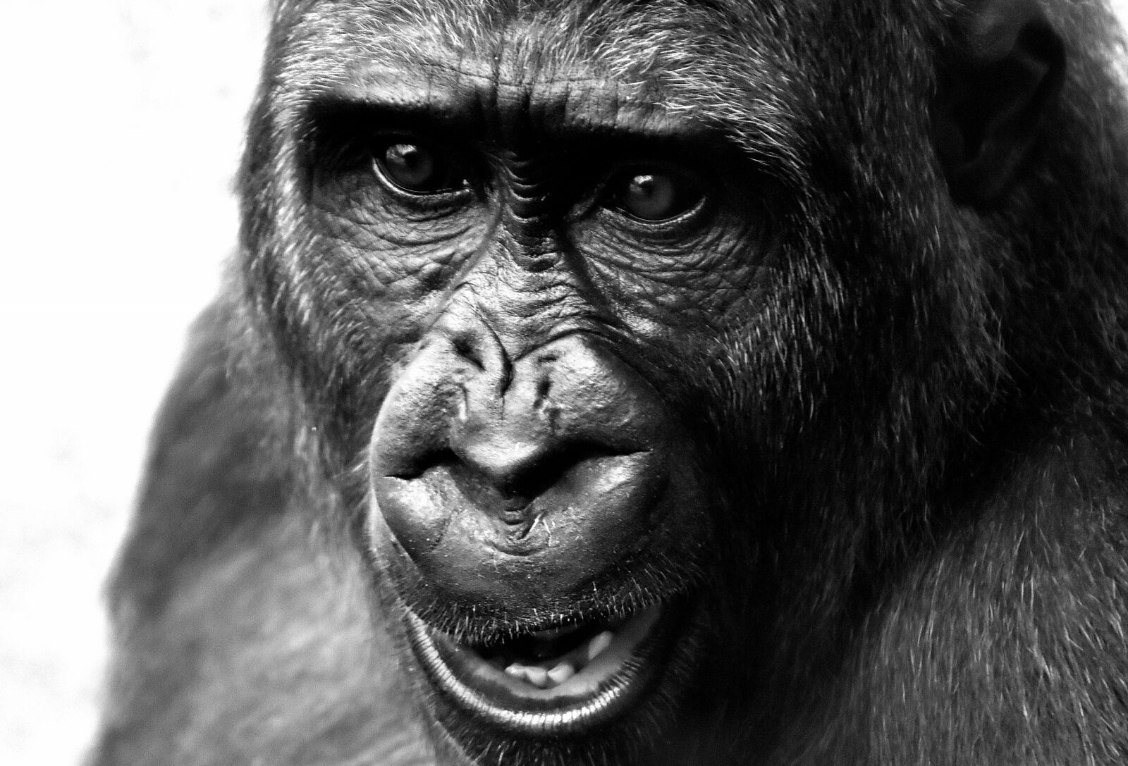 Nikon D7200 sample photo. Gorilla, view, dangerous photography
