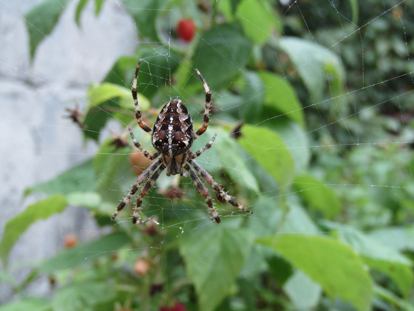 Canon POWERSHOT SX430 IS sample photo. Spider, crusader garden, araneus photography