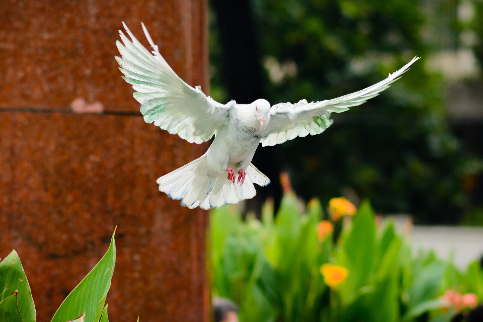 Nikon D7100 sample photo. Bird, nature, dove photography