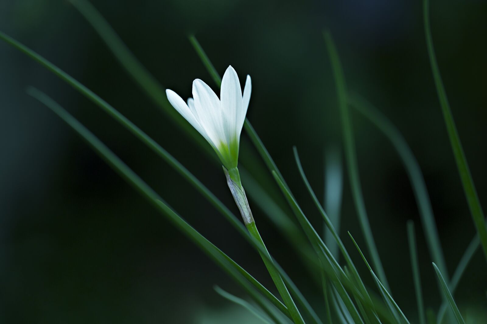 Canon EF 100mm F2.8L Macro IS USM sample photo. Rain-lily, atamasco lily, white photography