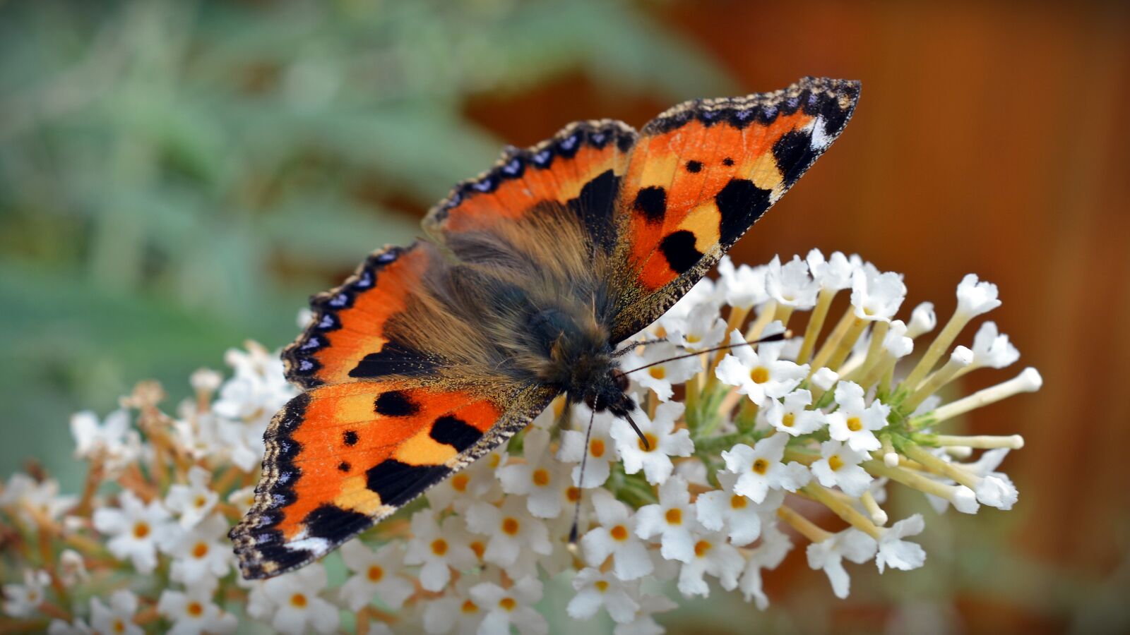 Nikon D5200 sample photo. Butterfly, little fox, aglais photography