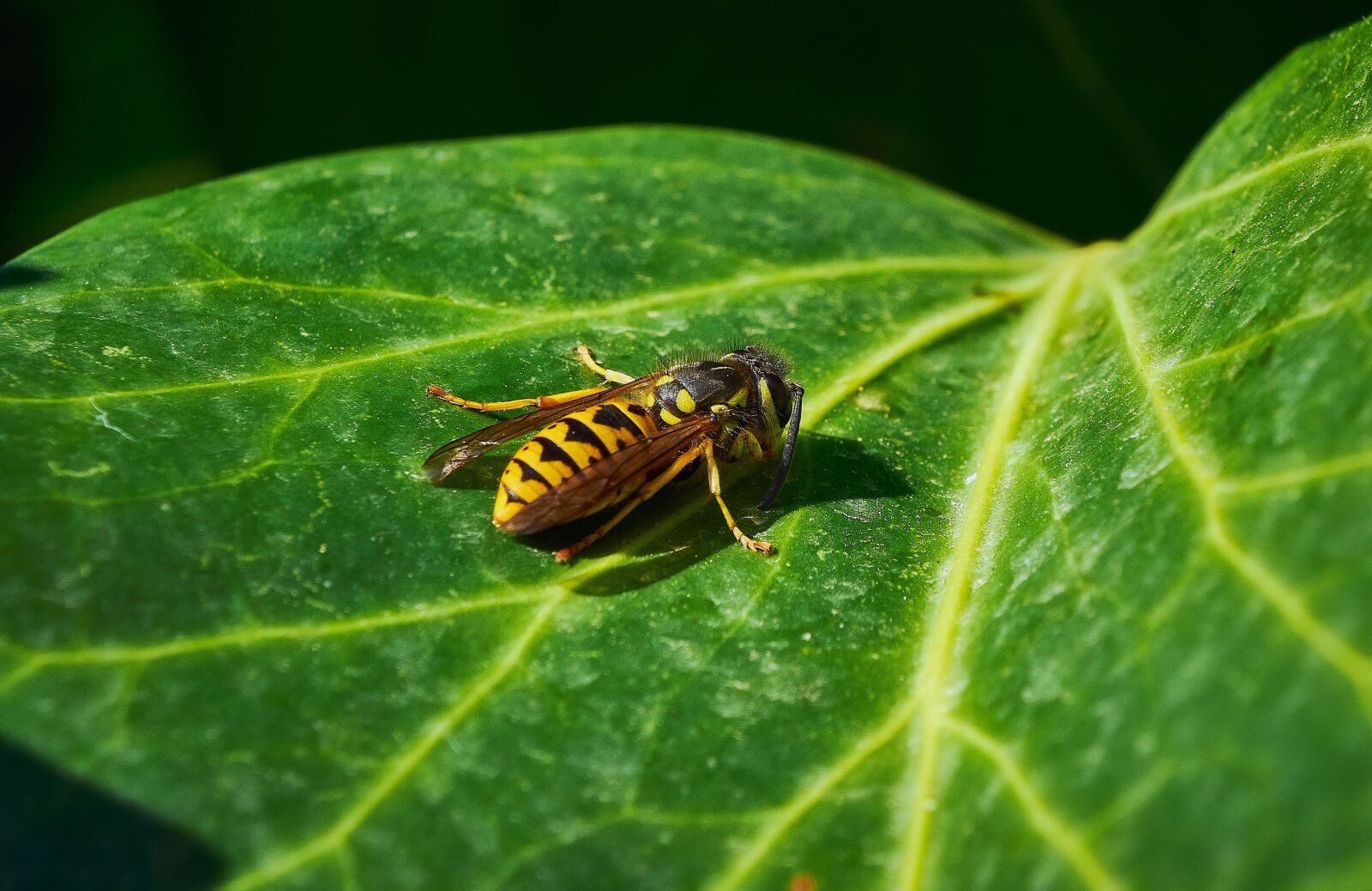 Nikon D7200 sample photo. Insect, wasp, wing photography