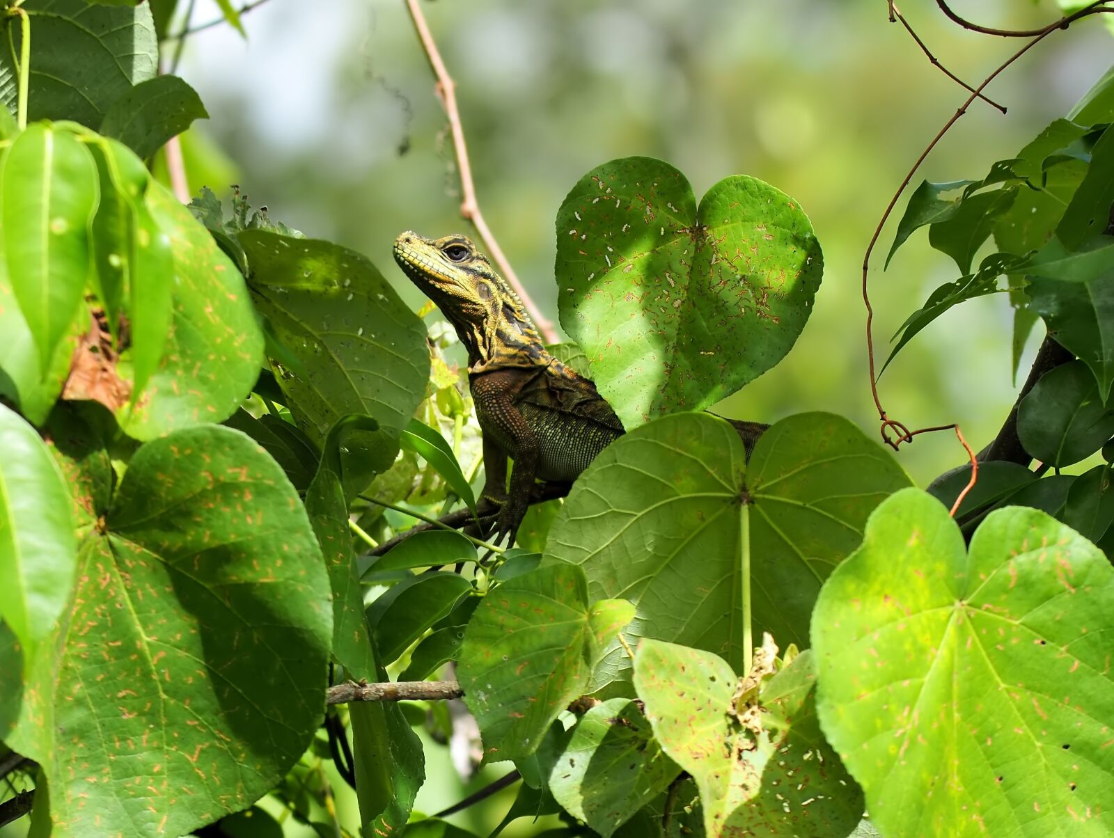 Olympus OM-D E-M1 sample photo. Lizard, natural, nature photography