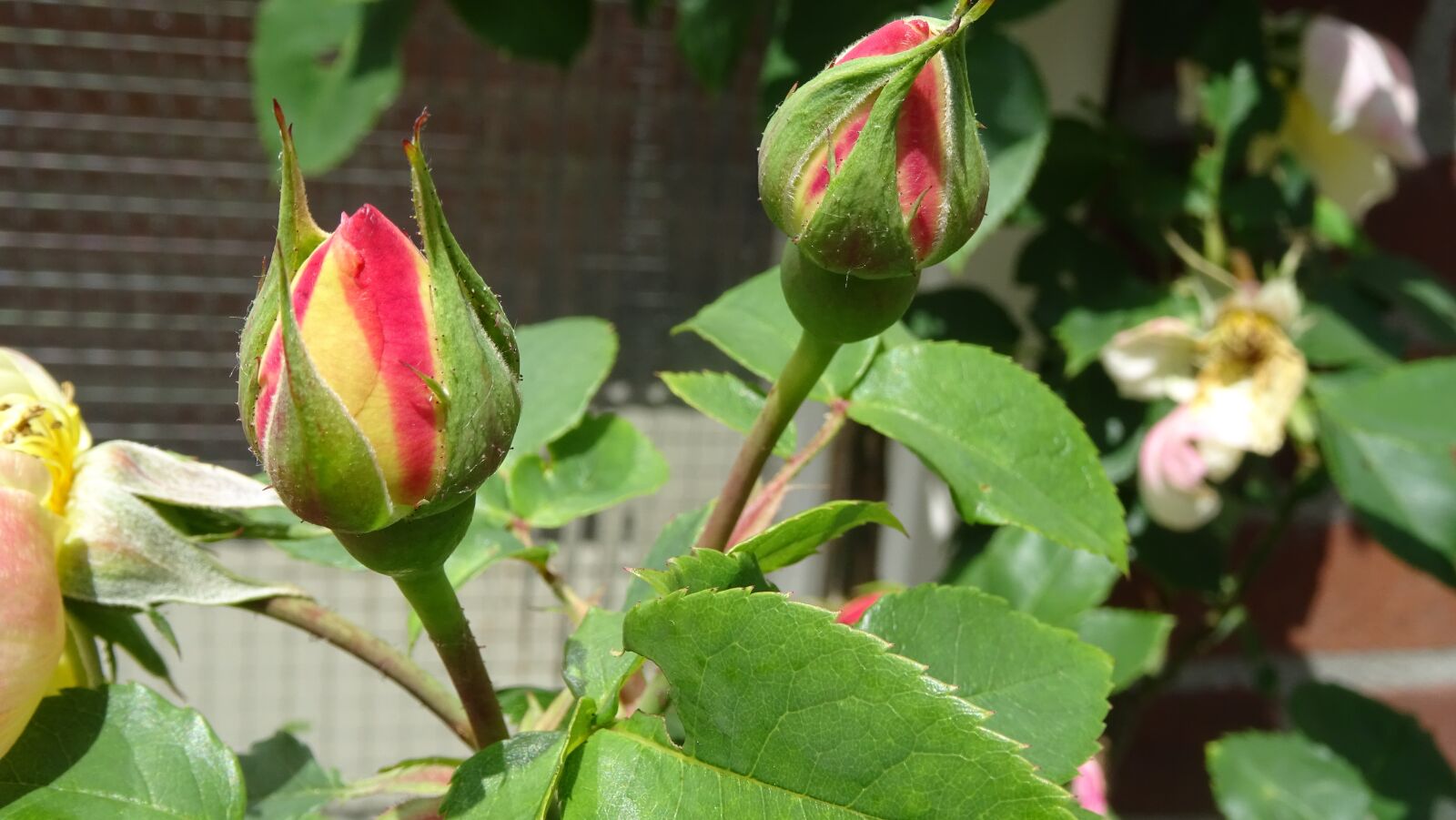 Sony DSC-HX60 sample photo. Bud, rose, flower photography