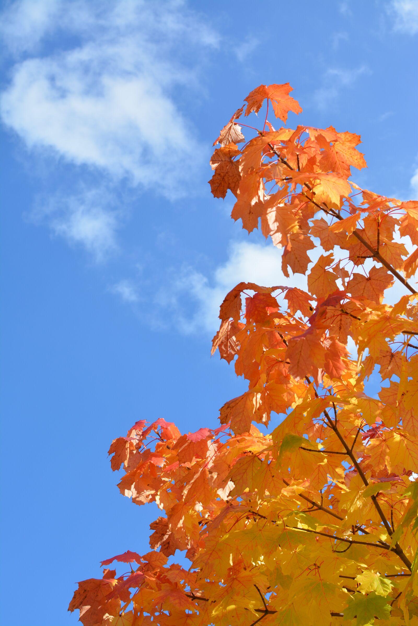 Nikon D5200 sample photo. Sky, tree, leaves photography