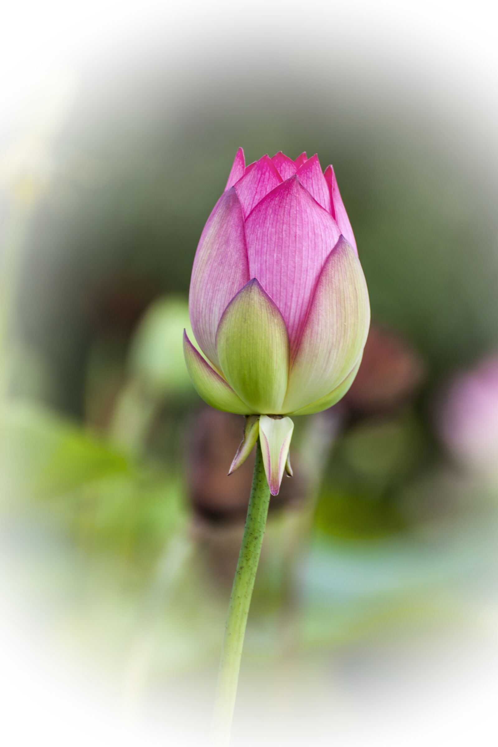 Canon EOS 5D Mark II sample photo. Lotus, flowers, plants photography