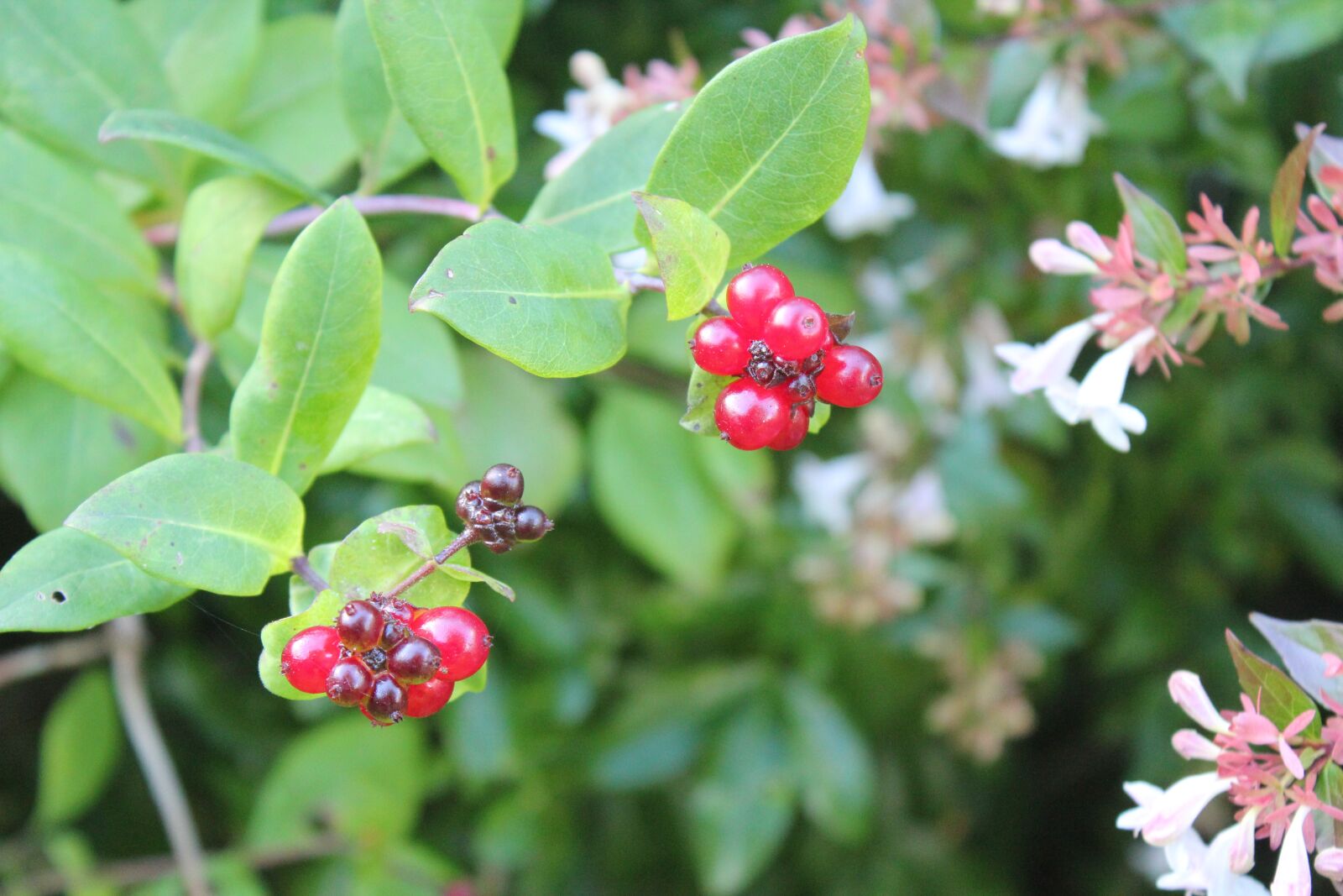 Canon EOS 550D (EOS Rebel T2i / EOS Kiss X4) sample photo. Nature, leaf, flora photography