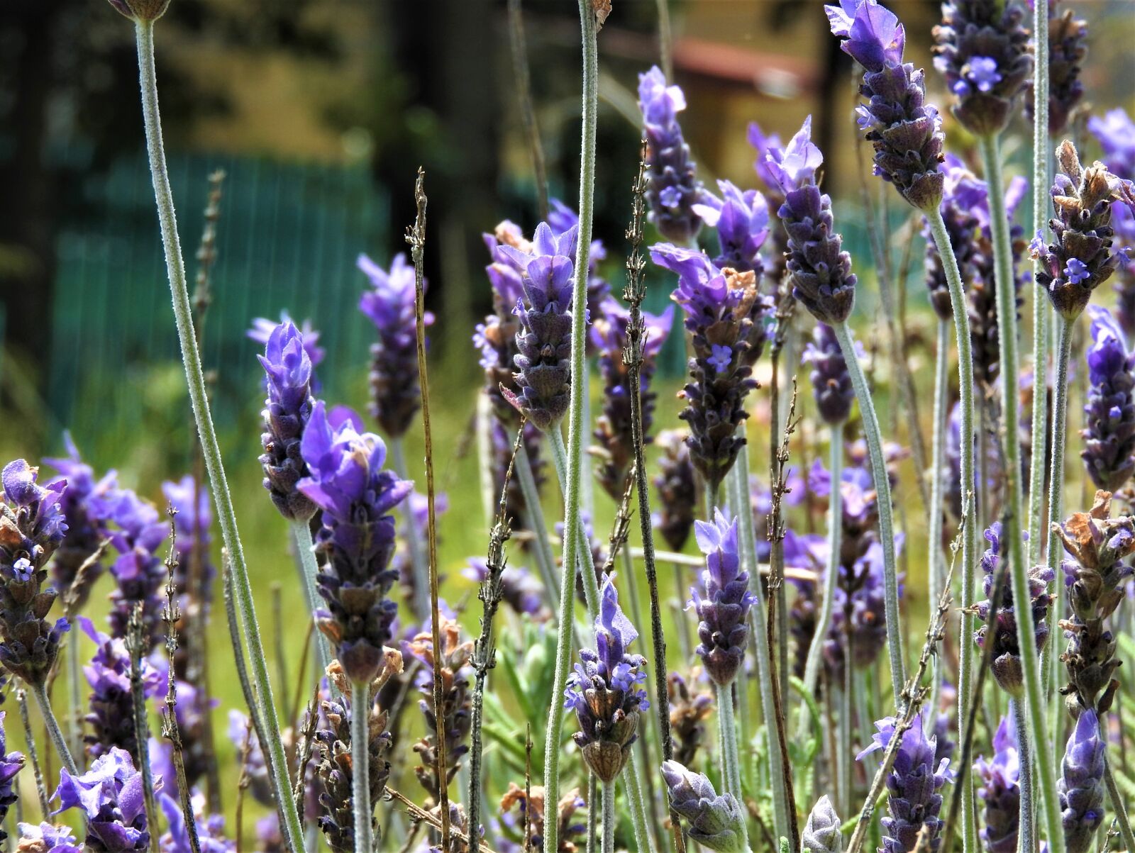 Nikon Coolpix P610 sample photo. Lavender, flowers, plant photography
