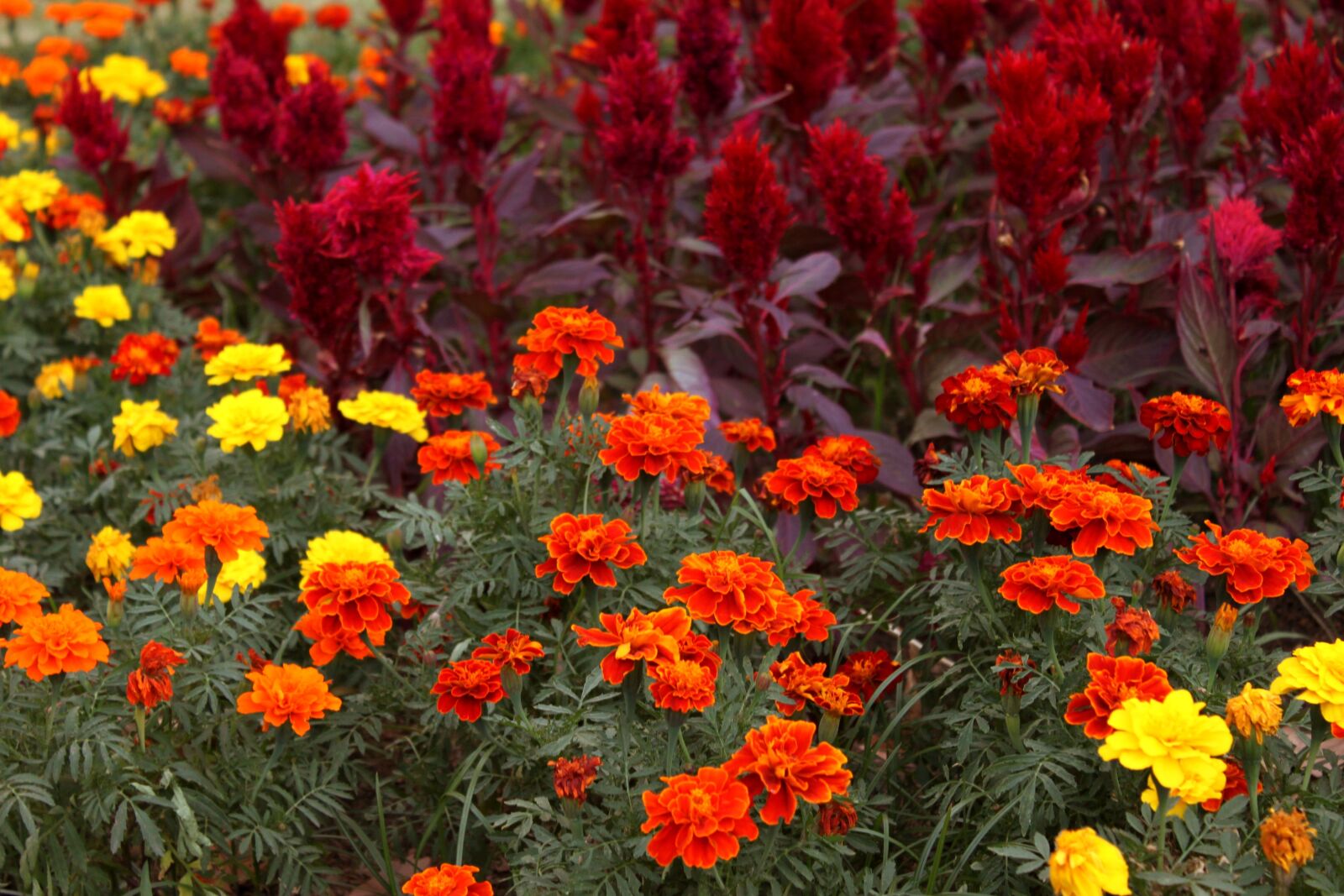 Canon EOS 500D (EOS Rebel T1i / EOS Kiss X3) sample photo. Flowers, colors, flowering photography