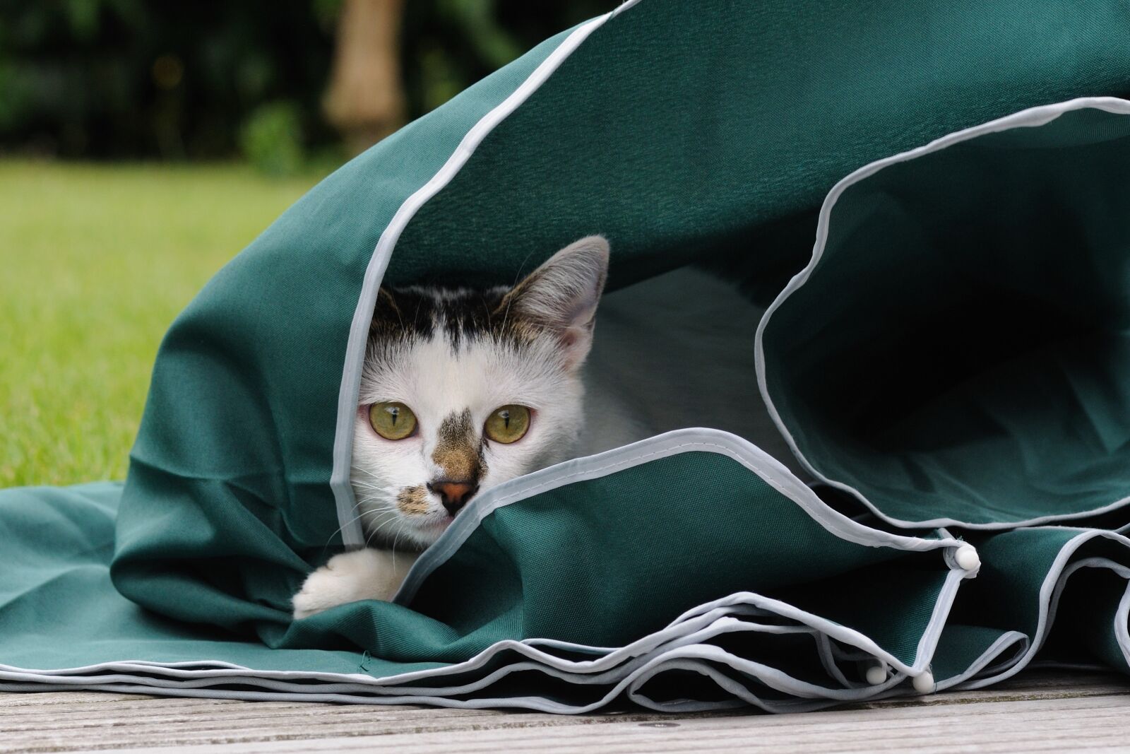 Nikon D300 sample photo. Cat, feline, play photography