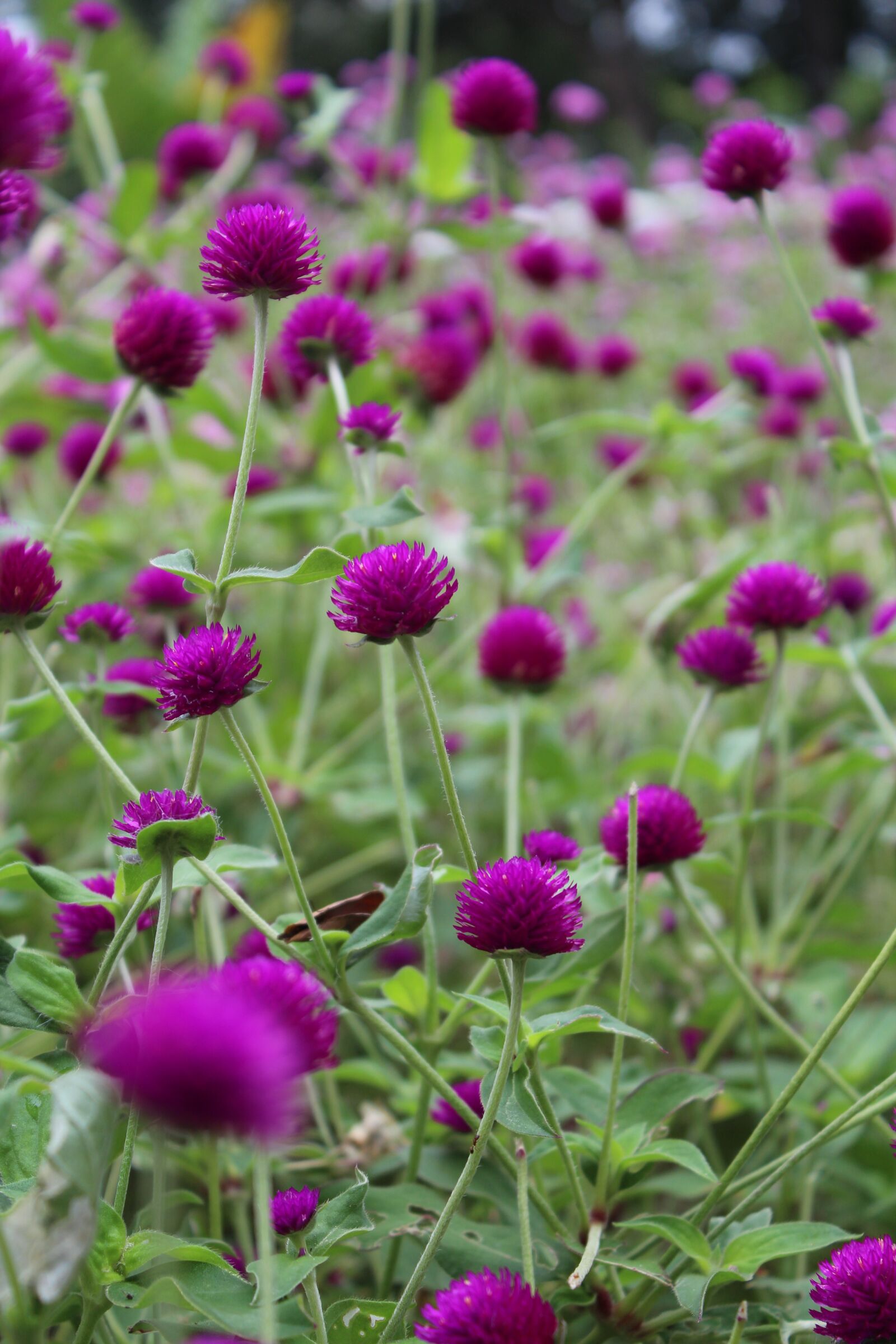 Canon EOS 650D (EOS Rebel T4i / EOS Kiss X6i) sample photo. Wildflowers, nature, outdoors photography