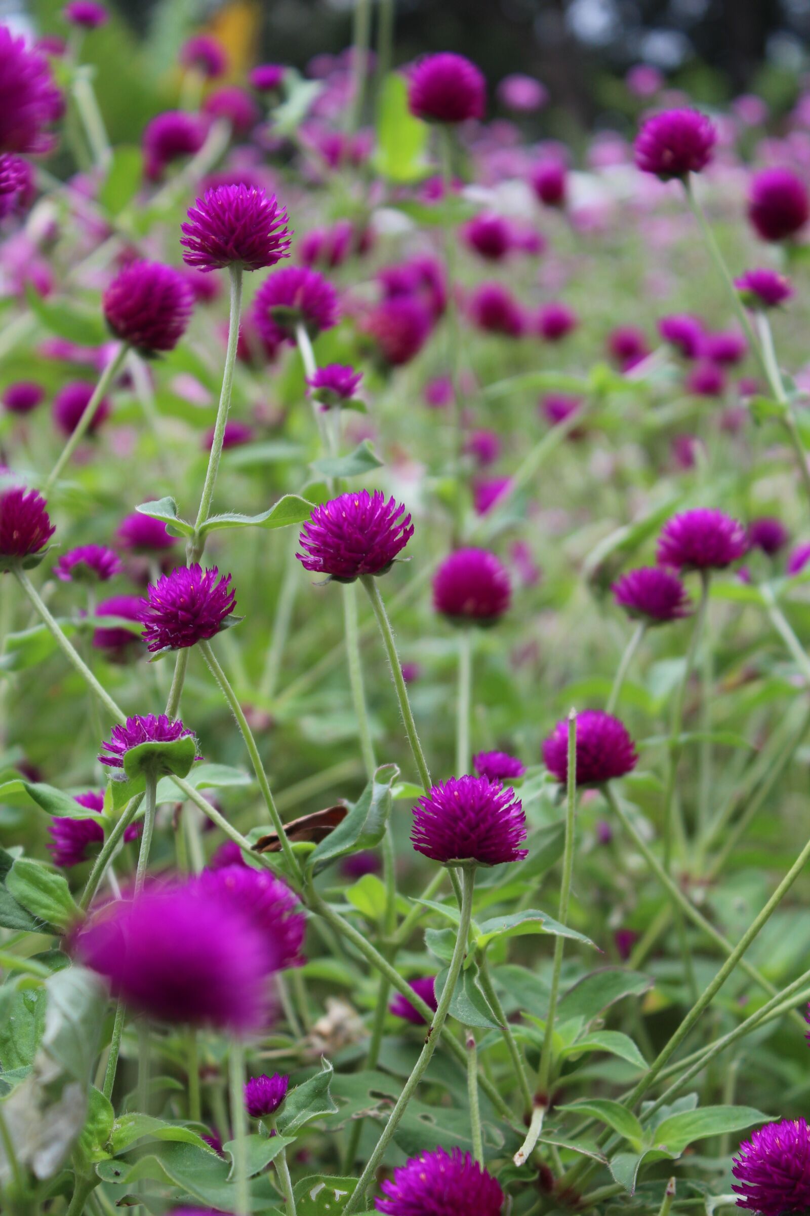 Canon EOS 650D (EOS Rebel T4i / EOS Kiss X6i) + Canon EF-S 18-55mm F3.5-5.6 IS II sample photo. Wildflowers, nature, outdoors photography