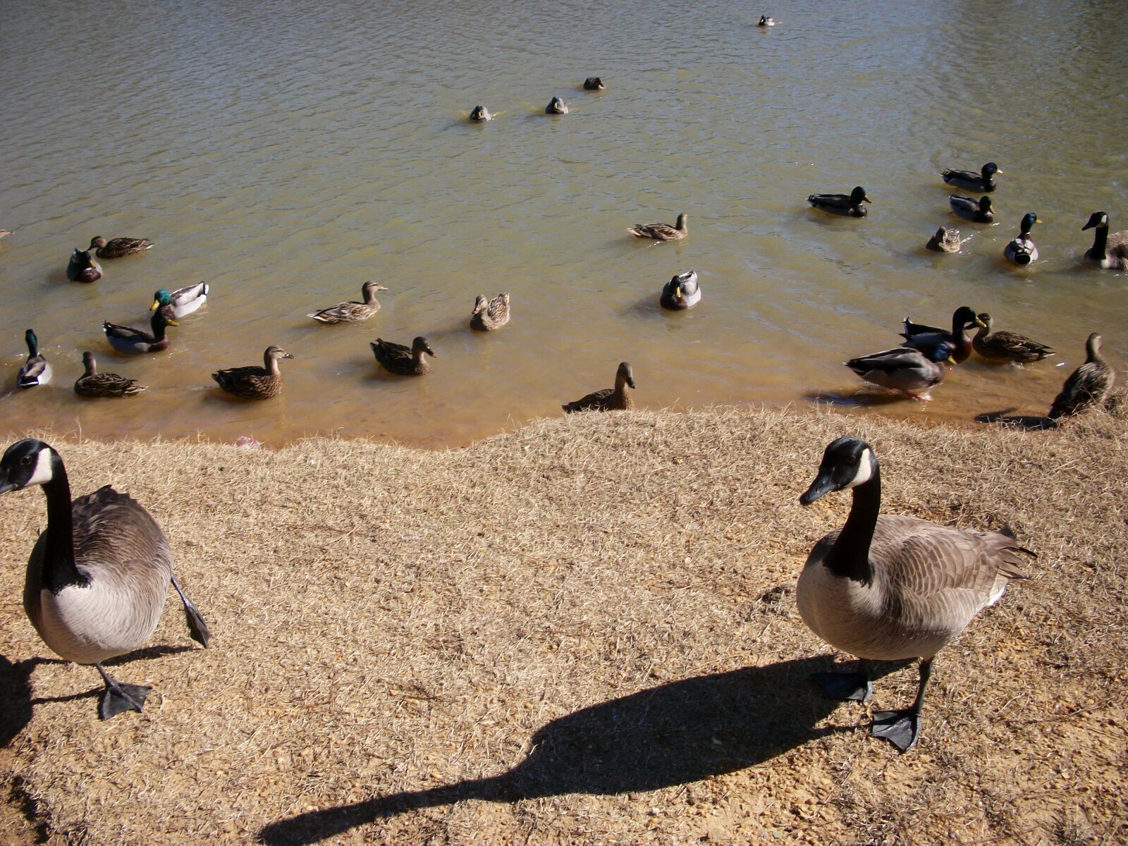 Kodak EASYSHARE M341 DIGITAL CAMERA sample photo. Duck, ducks, geese, goose photography
