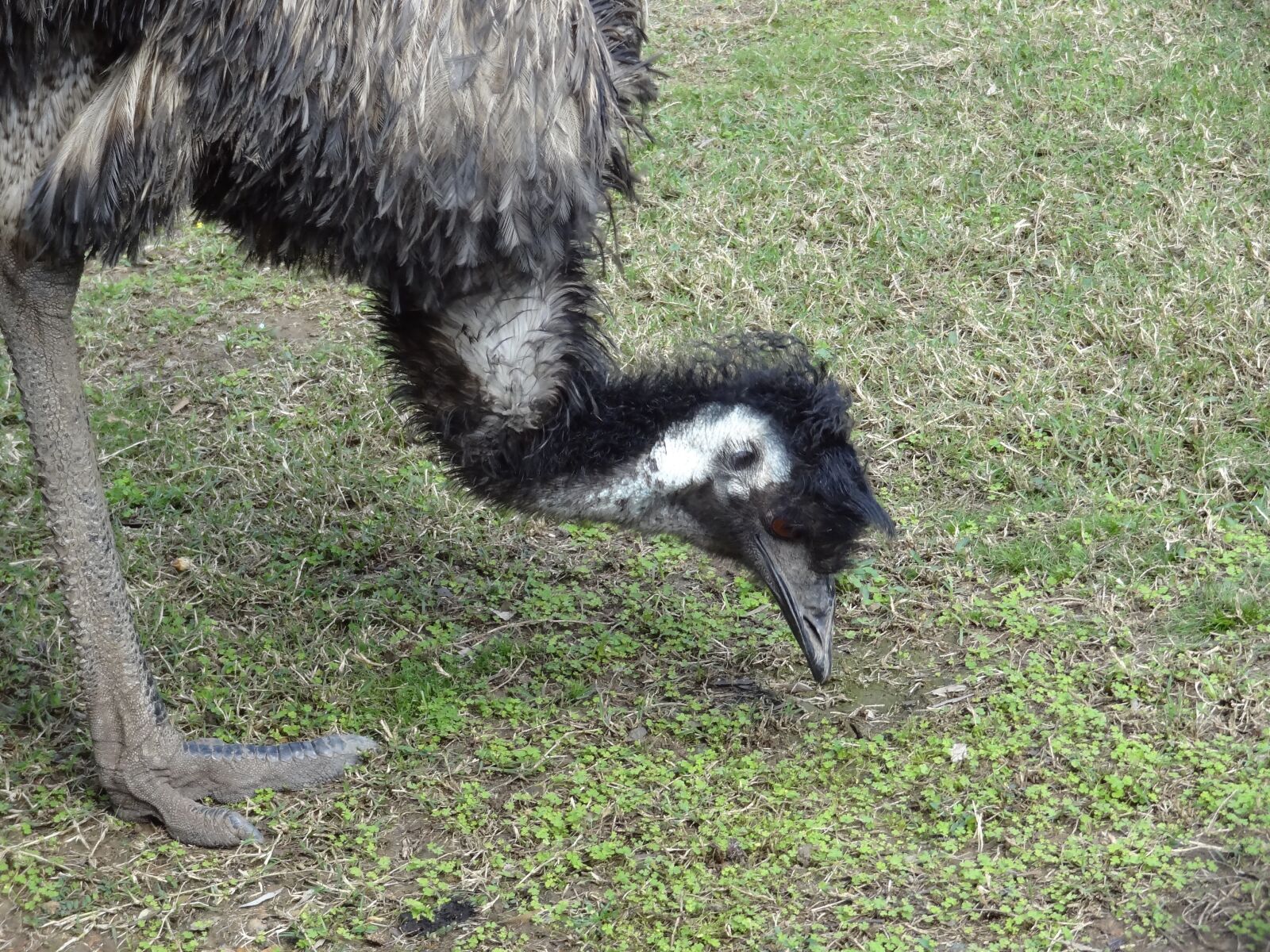 Sony Cyber-shot DSC-HX10V sample photo. Emu, bird, australia photography