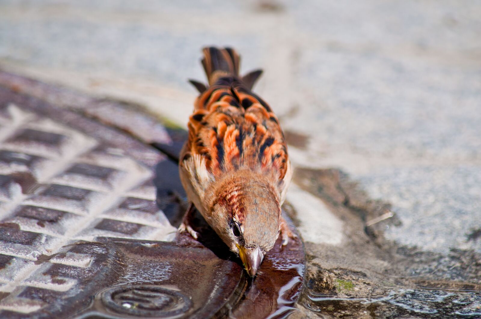 Nikon D90 sample photo. Bird, sparrow, drink photography