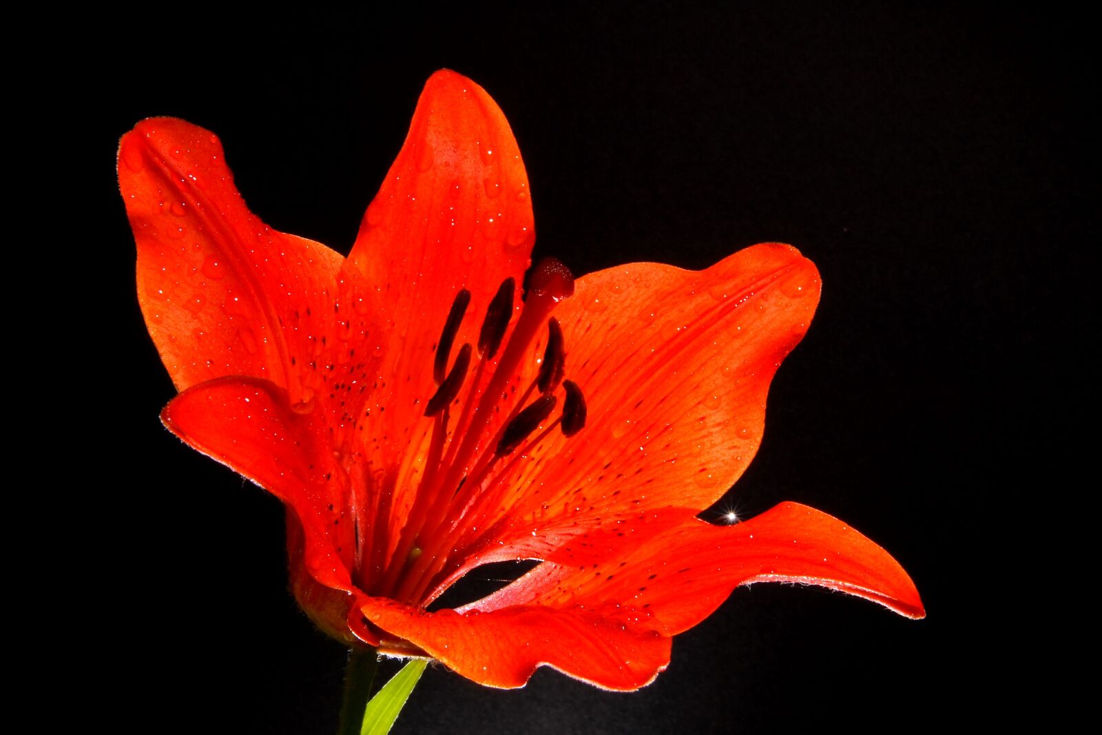 Canon EOS 400D (EOS Digital Rebel XTi / EOS Kiss Digital X) sample photo. Lily, flower, beautiful flower photography