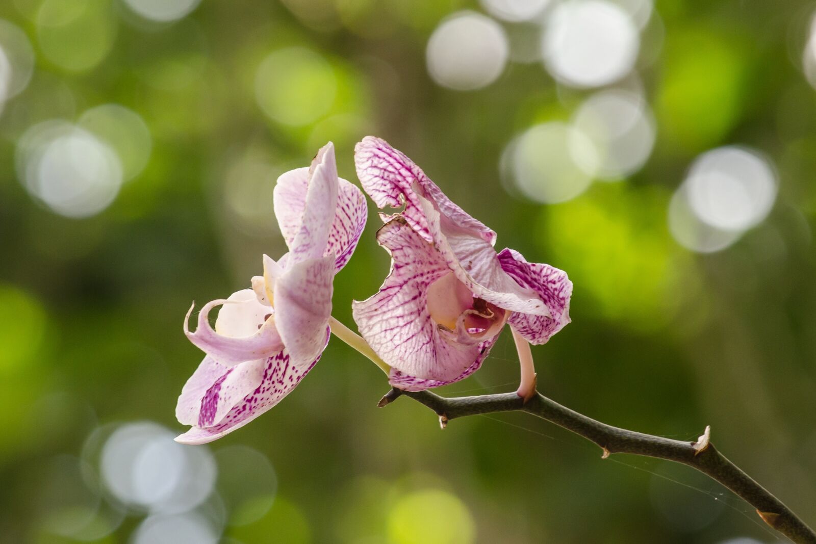 Nikon D5100 sample photo. Orchid, flower, plant photography