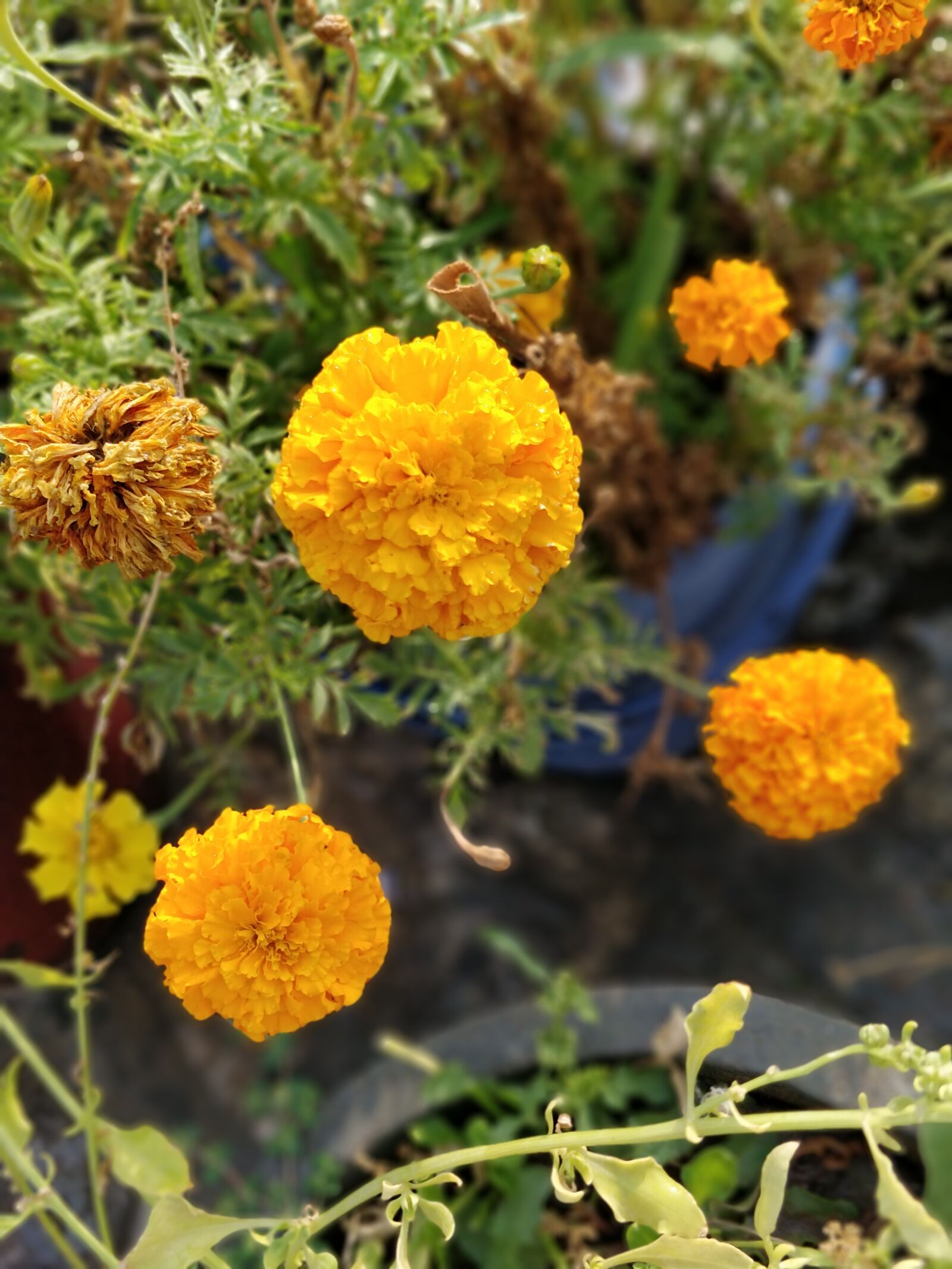 OnePlus 5 sample photo. Flower, nature, flora photography
