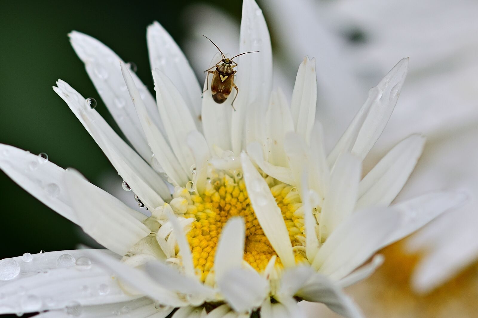 Nikon D5200 sample photo. Marguerite, insect, drop of photography