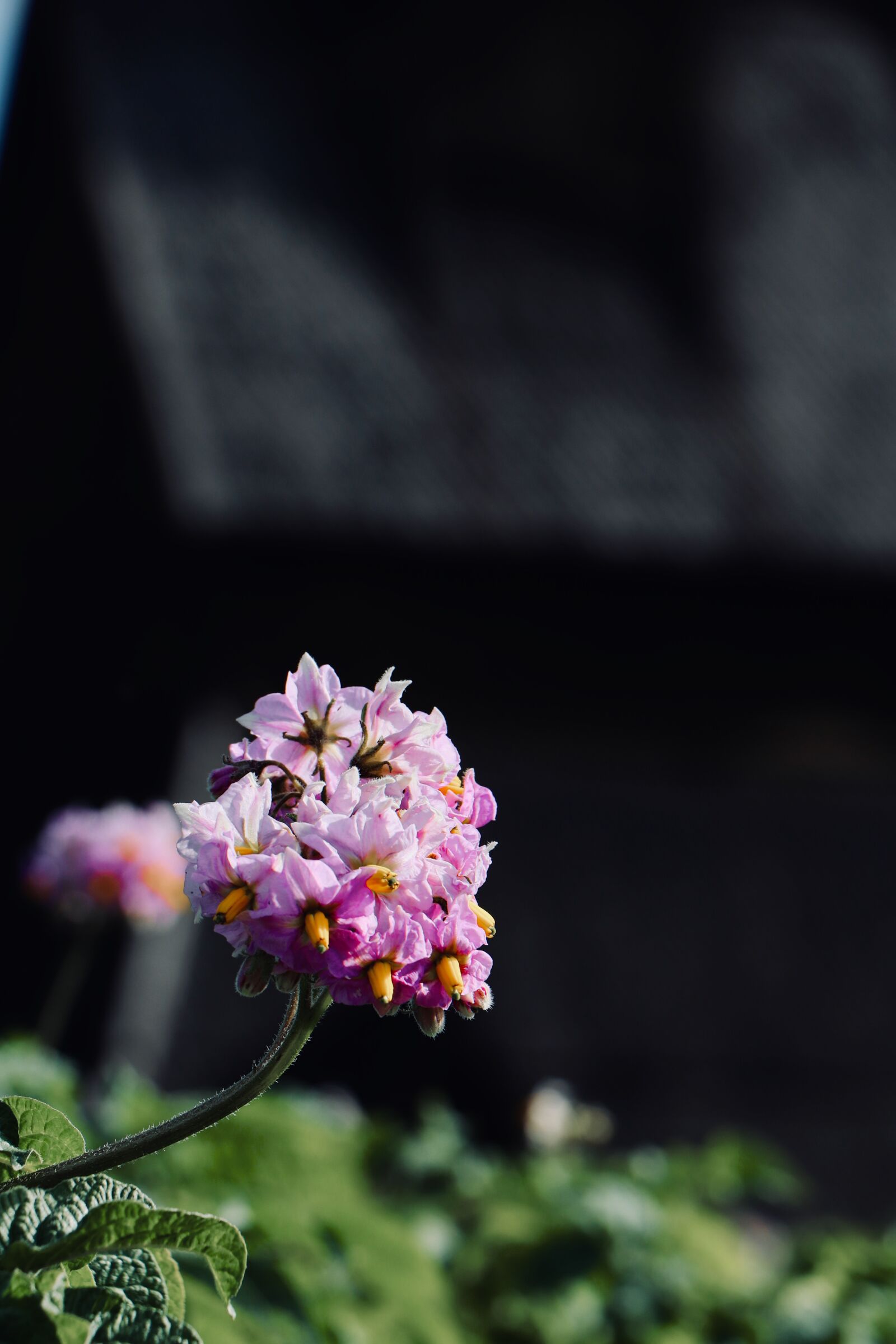 Canon EOS 800D (EOS Rebel T7i / EOS Kiss X9i) sample photo. Church, flowers, spring photography