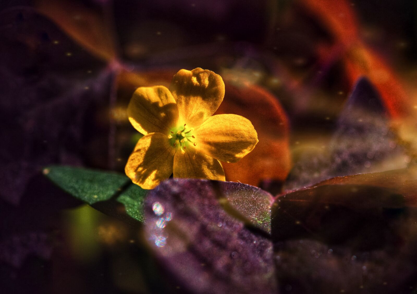 Nikon D300S sample photo. Flower, fantasy, story photography