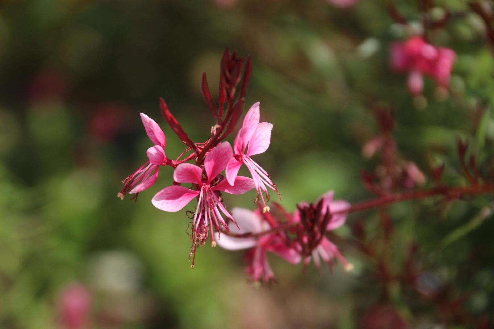 Canon EOS 100D (EOS Rebel SL1 / EOS Kiss X7) sample photo. Wild flower, pink, flower photography
