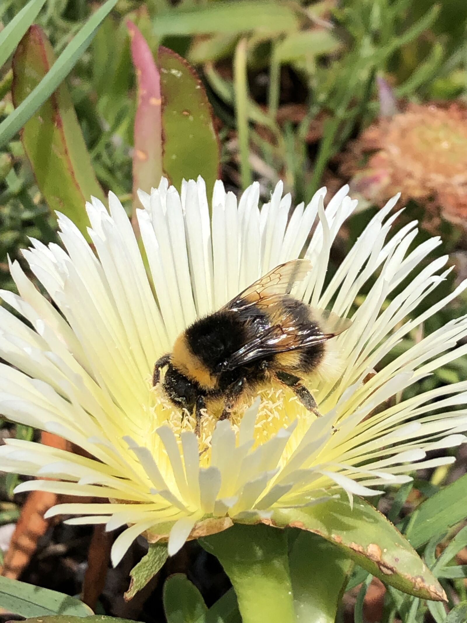 Apple iPhone 8 sample photo. Nature, bumblebee, flower photography