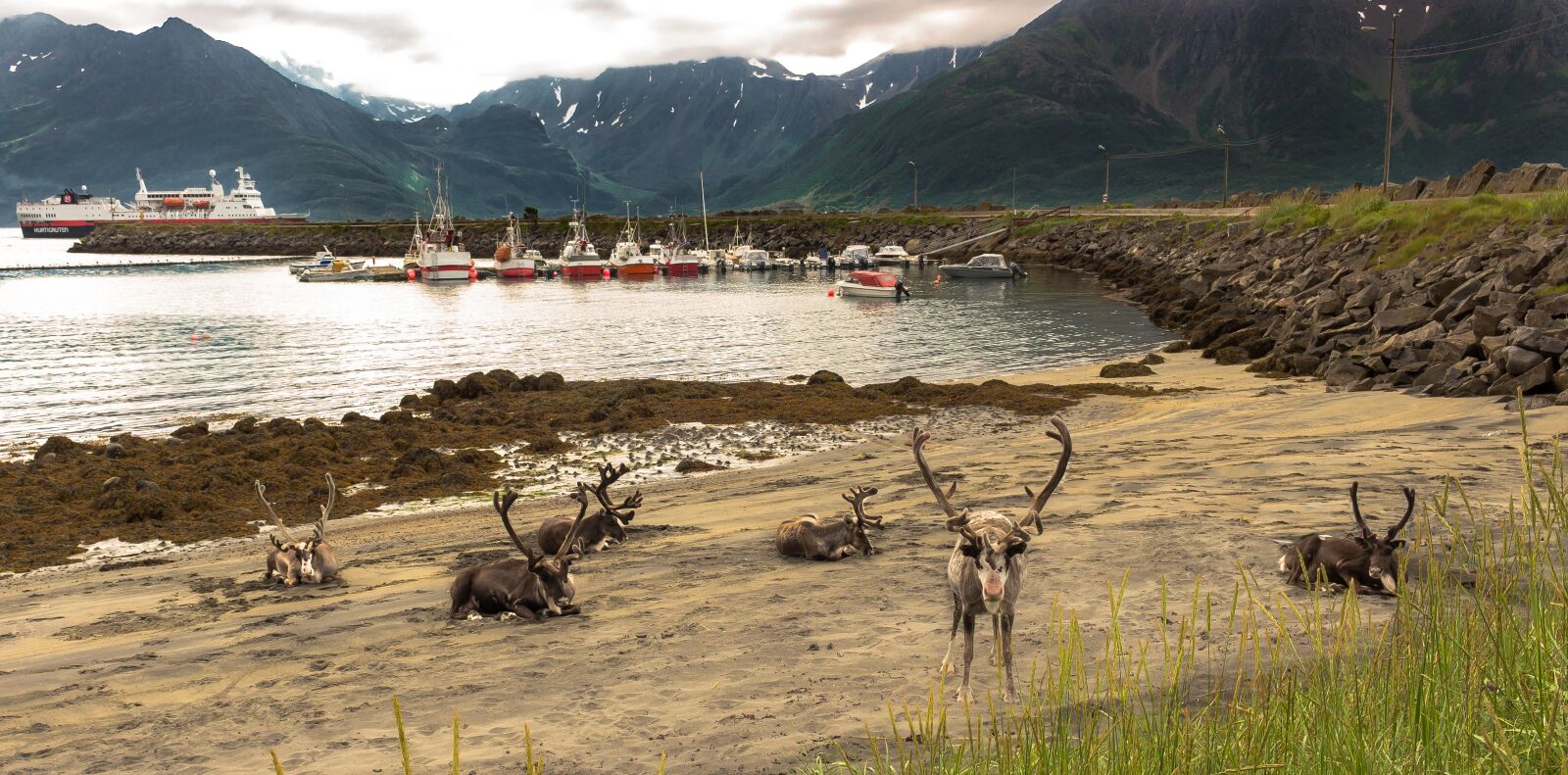 Canon EOS 100D (EOS Rebel SL1 / EOS Kiss X7) sample photo. Reindeer, fjord, landscape photography
