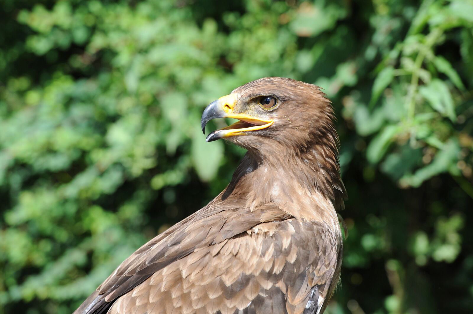 Nikon D700 sample photo. Adler, raptor, bird photography