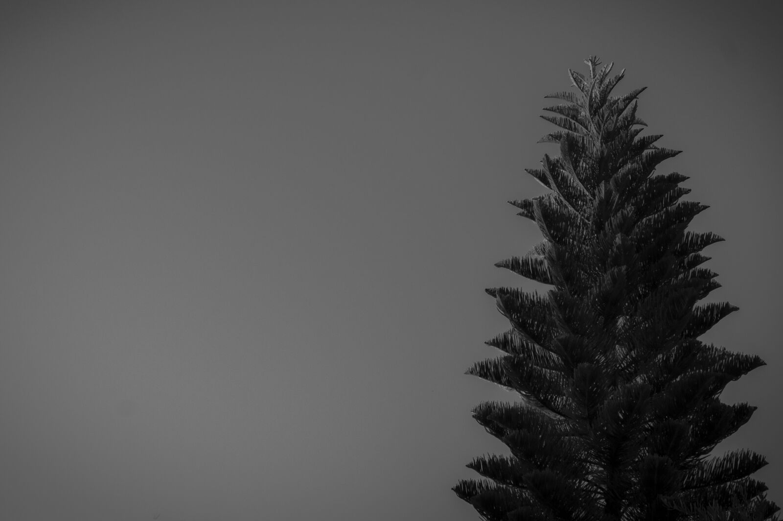 Nikon D3200 sample photo. Nature, tree, blancoynegro photography