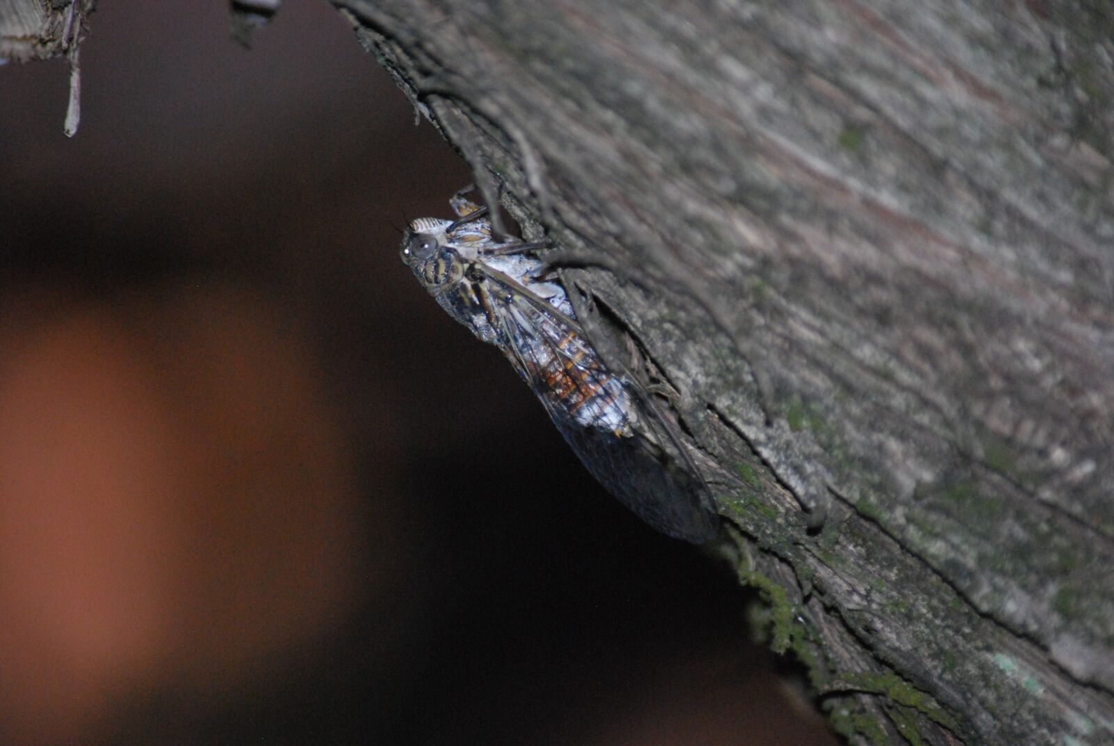 Nikon D60 sample photo. Cicada, animal, insect photography