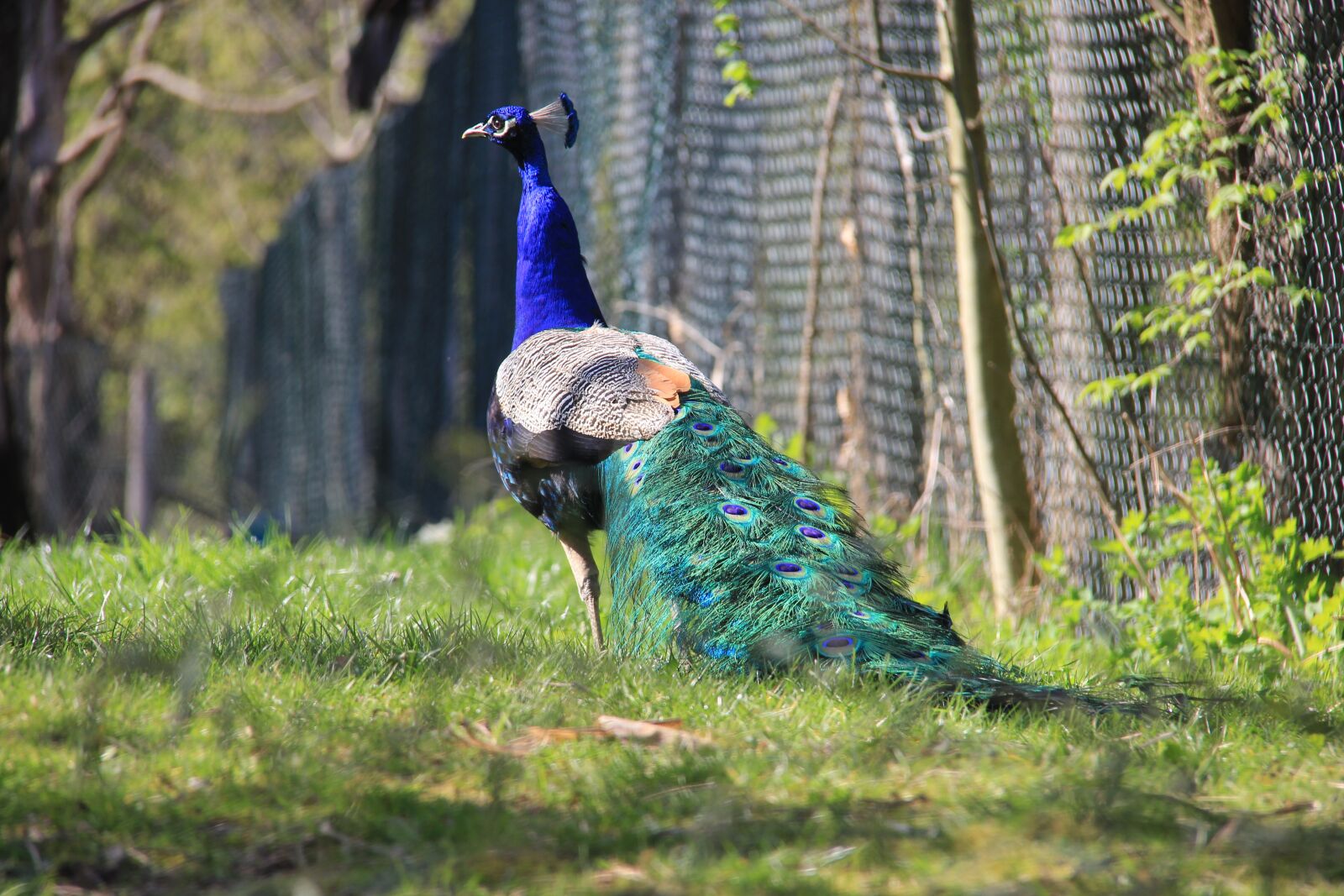 Canon EOS 550D (EOS Rebel T2i / EOS Kiss X4) sample photo. Peacock, zoo, feather photography